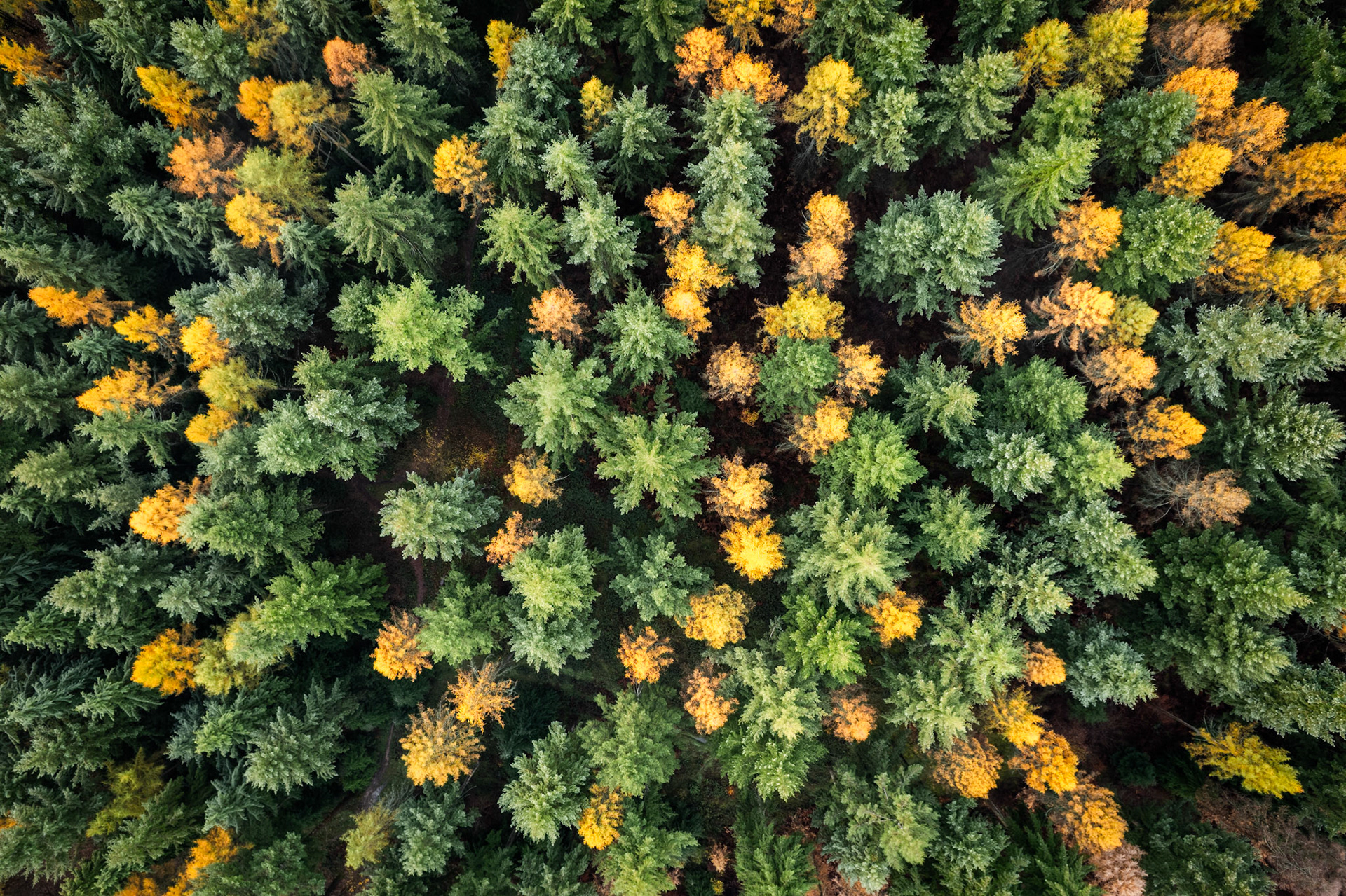 An overhead view of mixed coniferous woodland near Henley-on-Thames reveals larch crowns turning gold among the evergreen spruce, the interplay of colour forming a natural mosaic across the canopy. Captured in mid-November as deciduous conifers approach peak colour loss, the flat overcast light suppresses shadow and flattens the composition into near-abstraction. The scatter of amber crowns punctuating deep green gives the image its only structural rhythm.