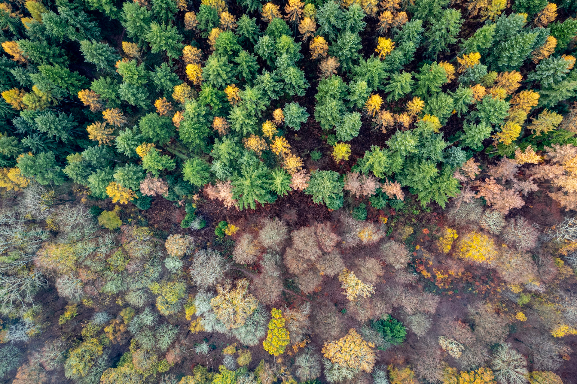 A nadir aerial view over mixed woodland near Henley-on-Thames reveals a sharp transition between healthy conifers and a lower belt of dying or dead deciduous trees, their bare crowns and russet-brown foliage suggesting drought stress or disease. The flat, overcast November light suppresses shadow, allowing the patterned canopy textures and colour contrast to carry the image.
