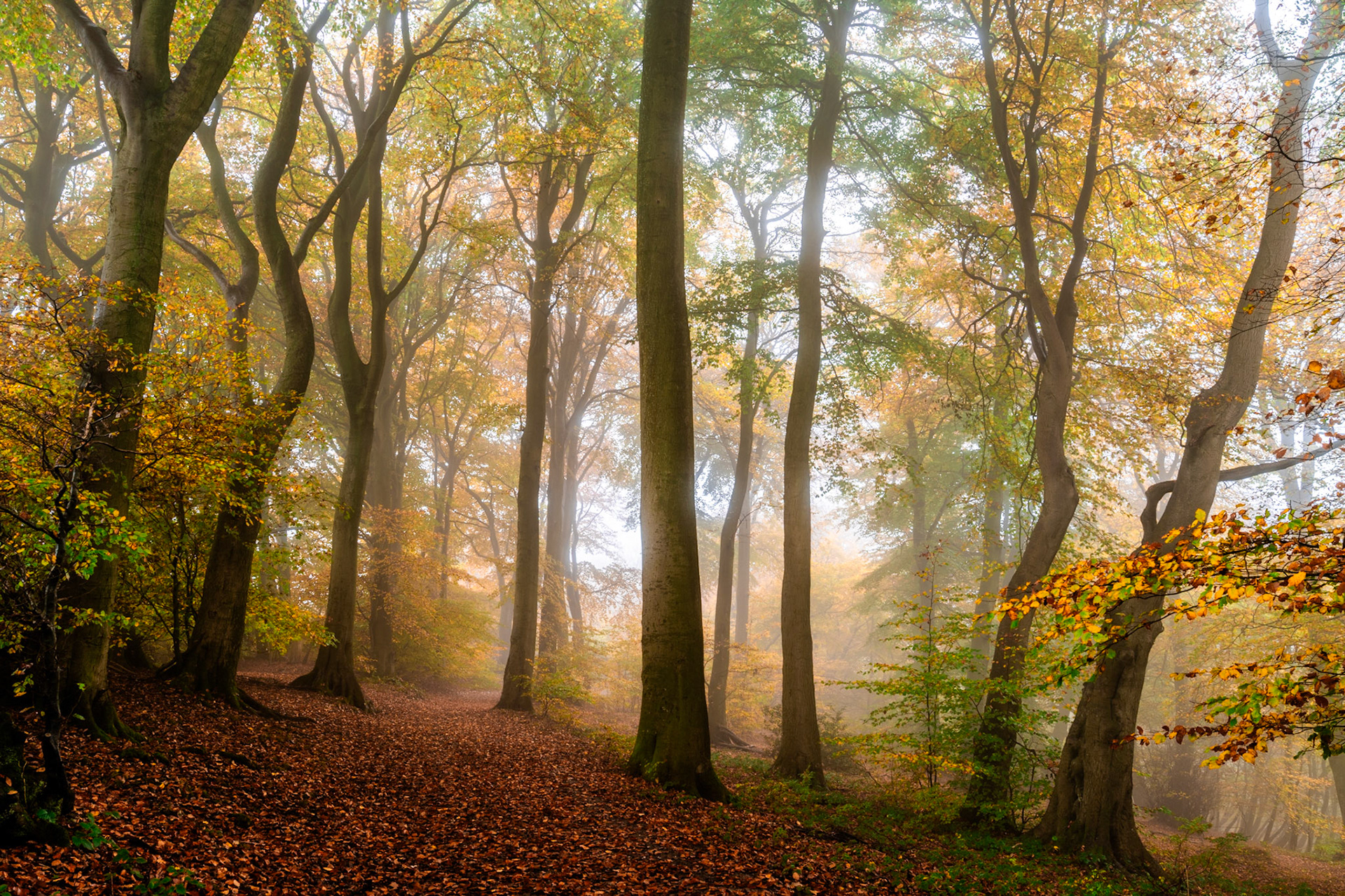 Mature beech woodland in the Chilterns, Oxfordshire, recedes into soft November fog, the leaf-carpeted path curving between grey-smooth trunks into a pale, diffuse middle distance. Retained foliage in amber and olive catches what little directional light the overcast morning allows, creating a layered recession of tone rather than colour. The quiet, unhurried composition suits the subject's stillness precisely.