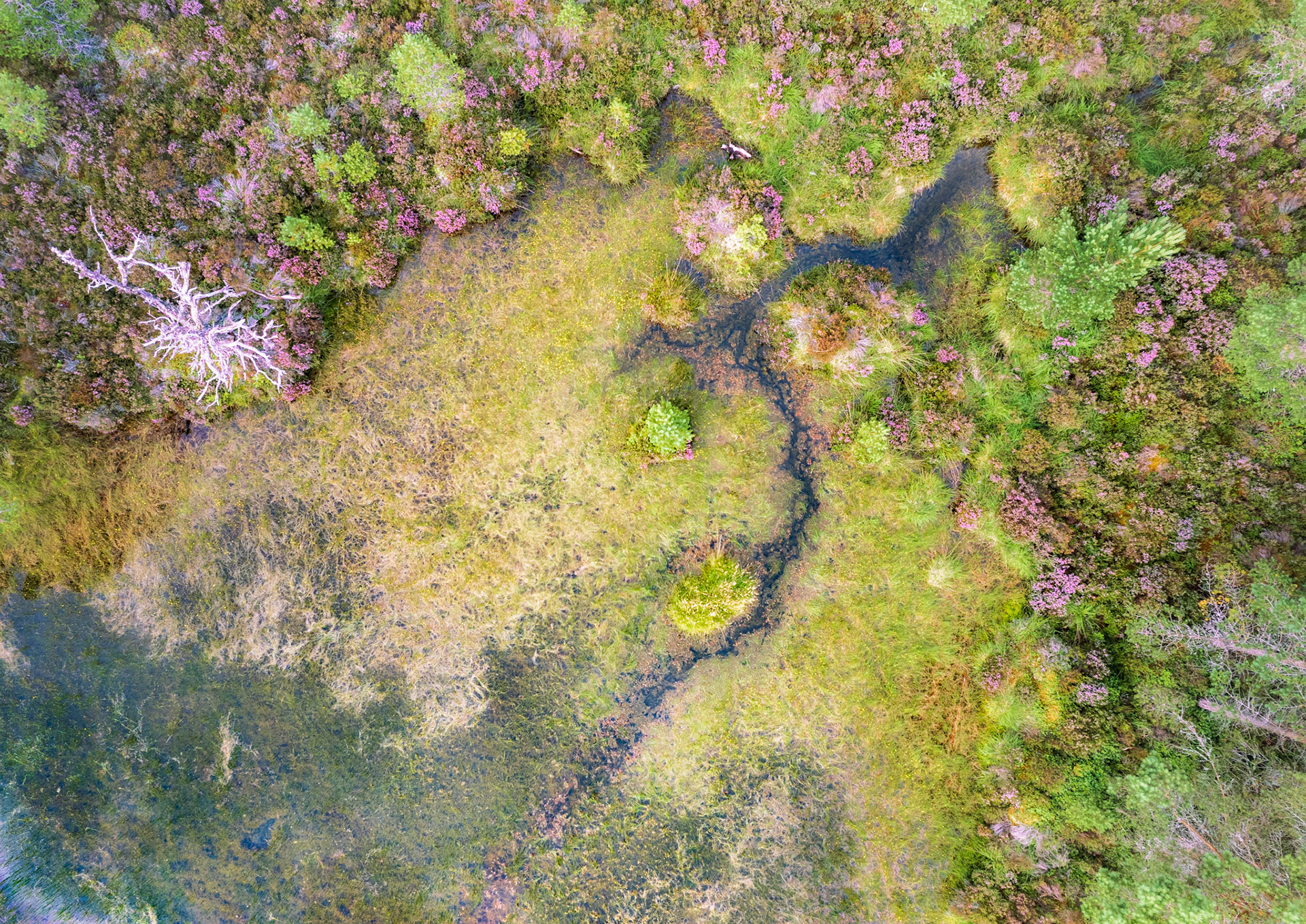 Details of the remnants of the Caledonian Forest, in the Cairngorms, Scotland. Extensive pine trees and summer heather.