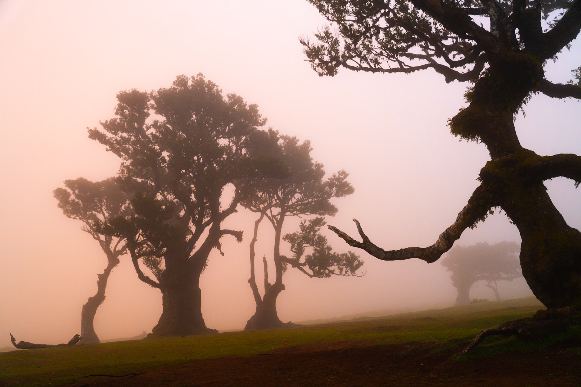 Ancient laurisilva trees recede into dense fog at Fanal, Madeira, their moss-laden trunks and contorted limbs silhouetted against a warm rose-suffused sky. The foreground tree dominates the right edge with near-anthropomorphic presence, while successive forms dissolve into the murk behind. Captured at dusk, the diffused light lends the scene an otherworldly stillness particular to this relic Tertiary forest.