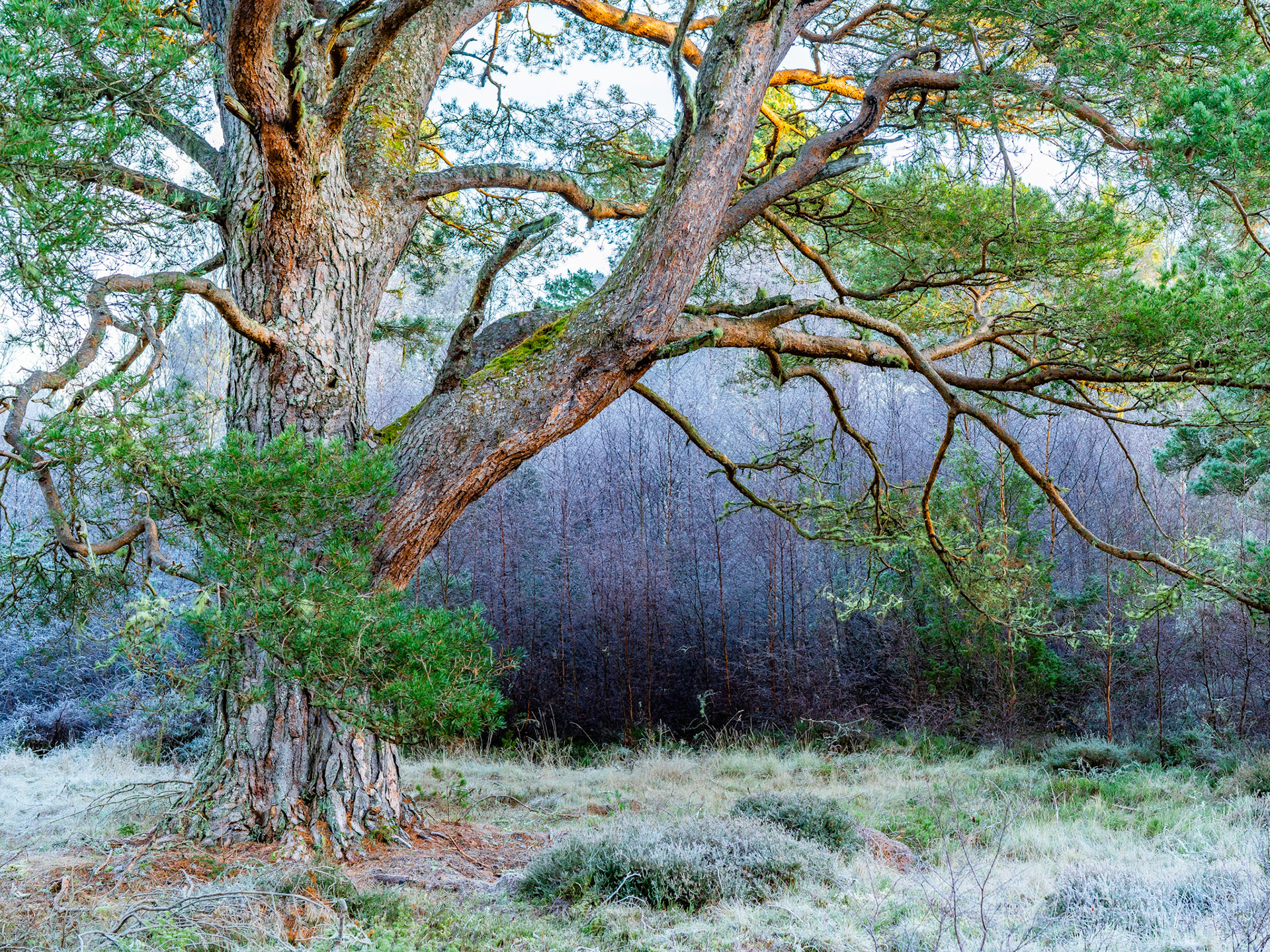 A veteran Scots pine dominates the foreground, its deeply furrowed bark and sweeping lateral branches filling the frame against a frost-bleached understorey. Behind, bare deciduous stems recede into cool shadow, contrasting with the pine's retained green canopy. The frost on grasses and heathland vegetation places the image firmly in a cold, still midwinter morning.