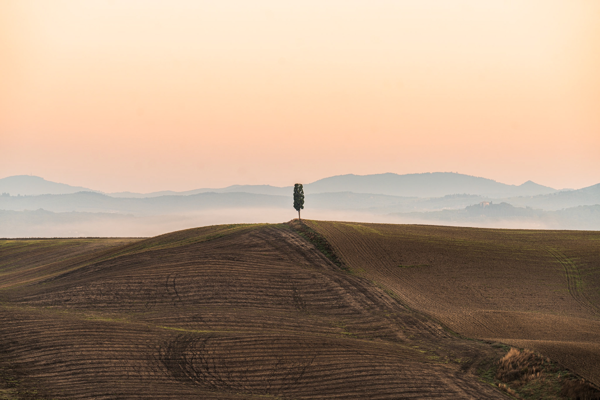 A solitary cypress stands on the crest of a ploughed hill, silhouetted against layered valley mist and a pale apricot sky. Receding ridgelines dissolve into the haze, compressing the middle distance into a sequence of tonal planes. The furrow lines of the foreground field draw the eye upward to the single vertical form at the skyline.