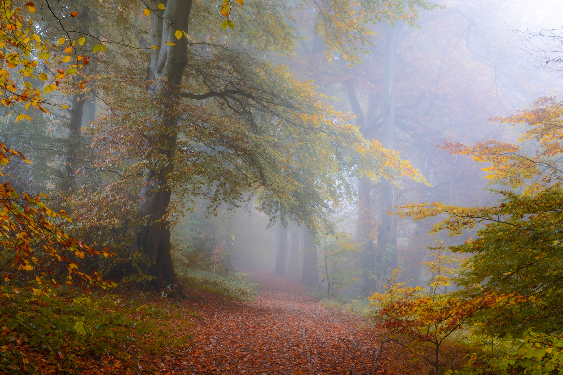The autumn colours are spectacular in this capture from Aston Rowant woodland in the Chiltern Hills. Fog shrouds the trees giving a painterly effect to this capture.