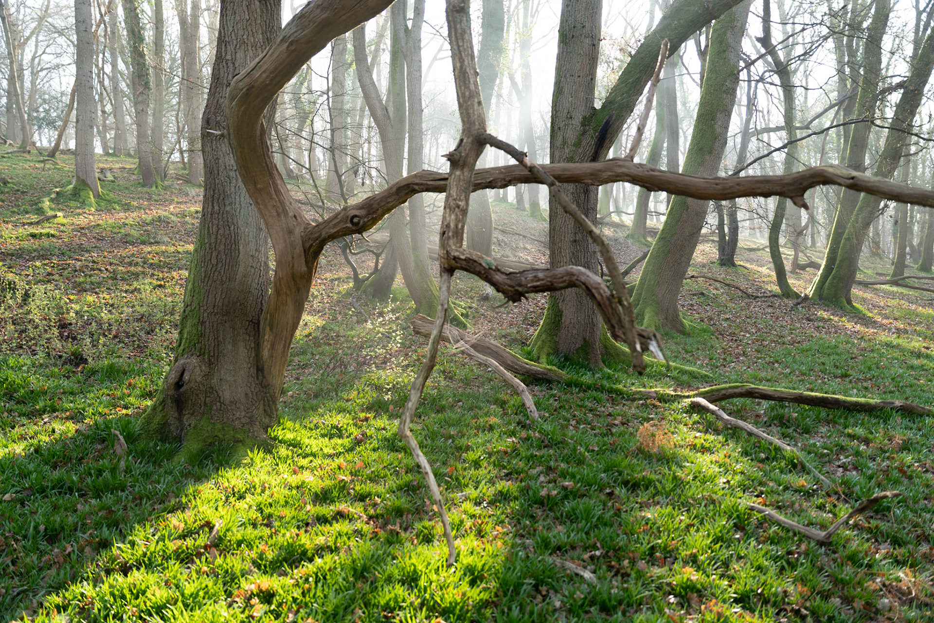 A fallen branch suspended between woodland stems in the Chilterns, Oxfordshire, frames a receding stand of bare-limbed beeches dissolving into early-morning mist. The low viewpoint emphasises the sculptural geometry of the deadwood against a soft green moss carpet, with diffuse sunbeams threading through the canopy beyond. Late winter into early spring, date consistent with the leafless crowns and fresh ground vegetation.
