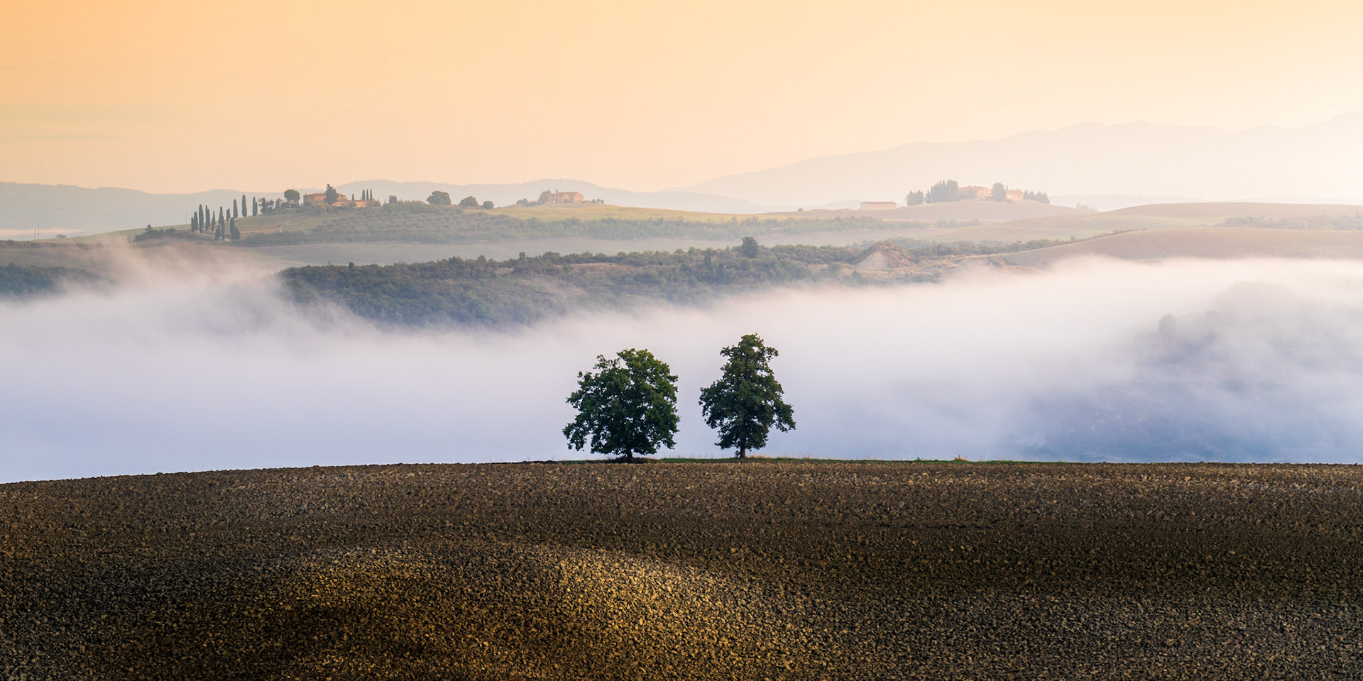 A temperature inversion fills the valley floor with low cloud at first light, isolating two broadleaf trees on a ploughed ridge. Cypress-lined farmsteads emerge from the mist on the middle hill, placing this firmly in the Tuscan landscape of the Val d'Orcia. The panoramic frame compresses four distinct layers of depth — tilled earth, cloud, wooded hillside, and a peach-toned dawn sky — into a composition of severe economy.