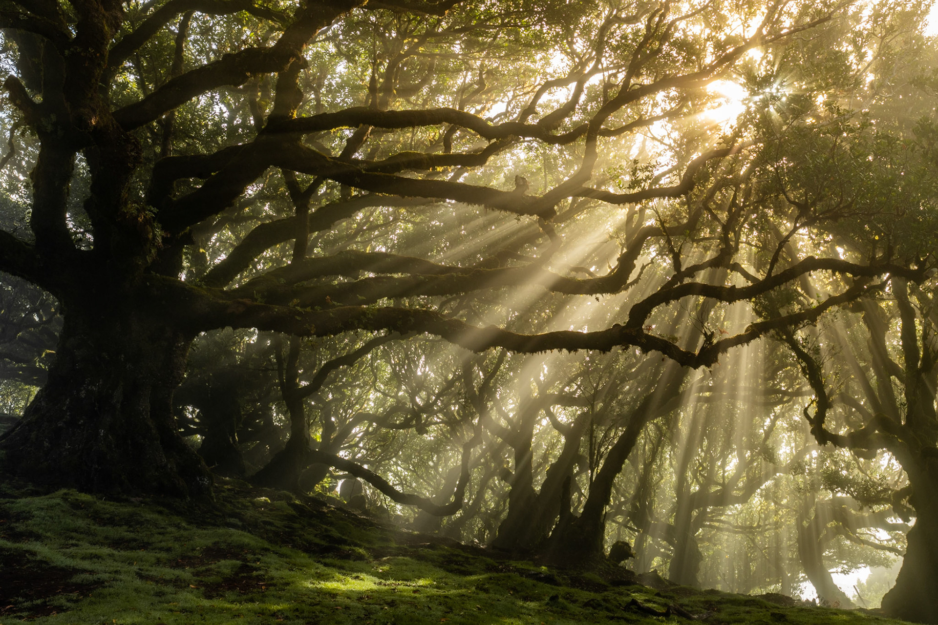 Crepuscular rays penetrate the mist-laden canopy of an ancient laurel forest, most likely within the Fanal plateau of Madeira's UNESCO-listed laurisilva. The gnarled, moss-cloaked trunks frame the light into distinct shafts, a fleeting atmospheric condition requiring precise positioning within a closed, low-contrast interior.