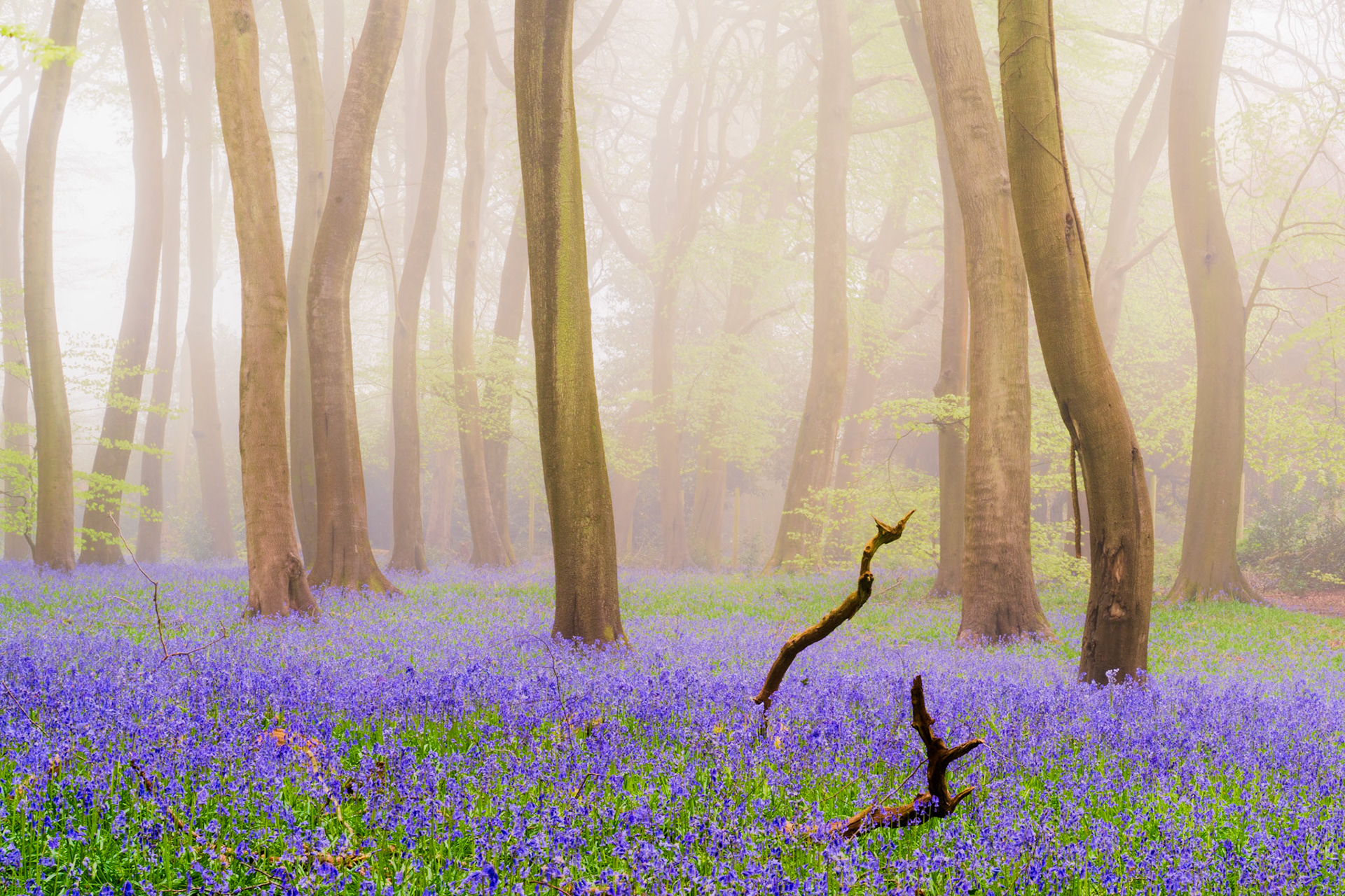 Foggy beech woodland with extensive carpets of bluebells, Chilterns, UK