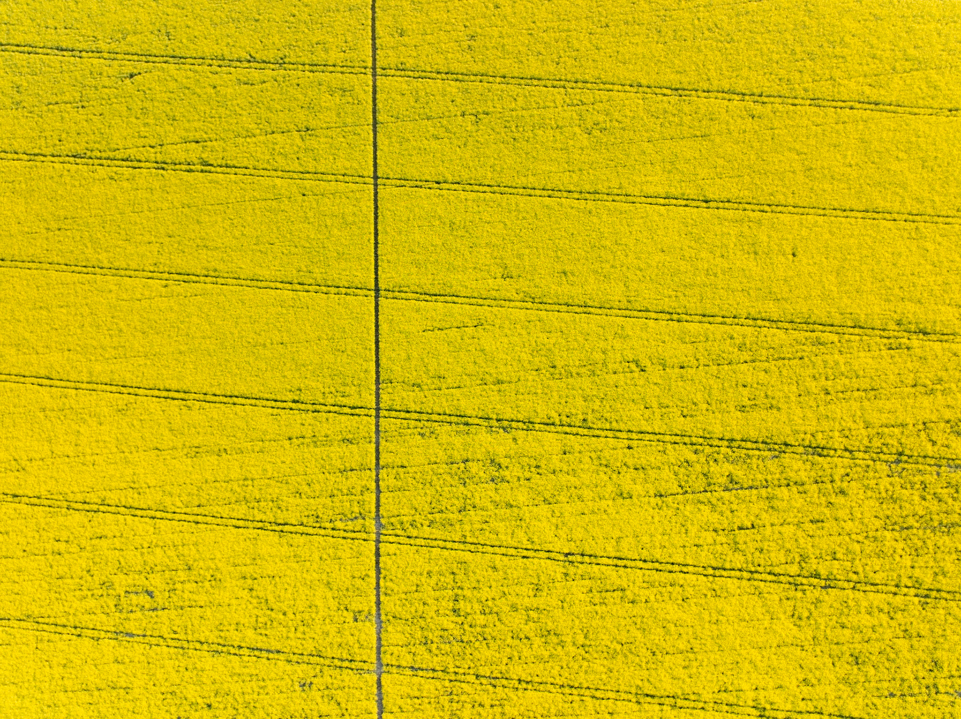 A nadir aerial view over a flowering oilseed rape field near Wallingford, Oxfordshire, in early May. Tractor tramlines score the yellow canopy in parallel diagonals, bisected by a single vertical service track. The flat midday light flattens the texture, reducing the field to near-monochromatic pattern.