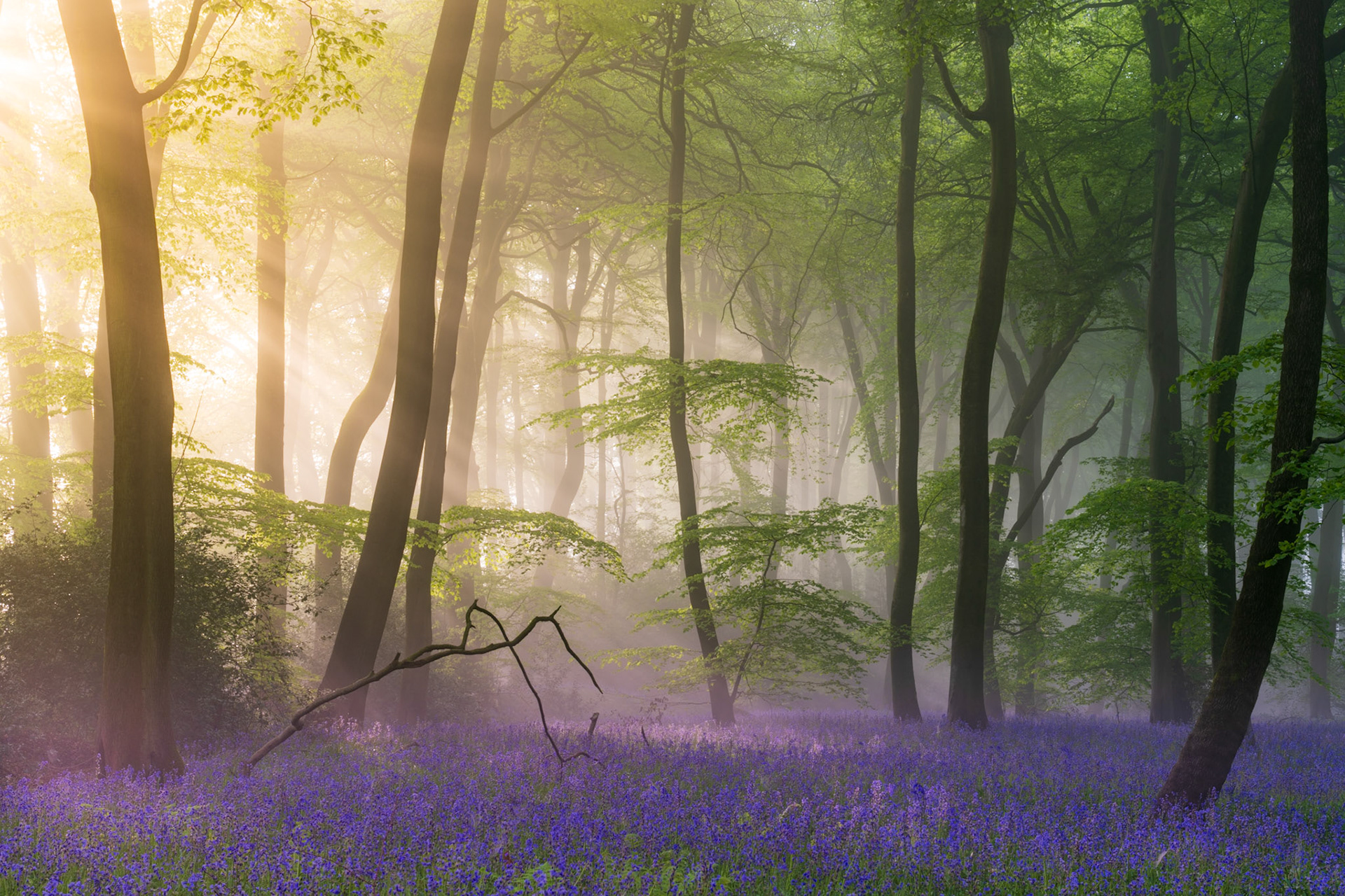 Springtime Sunbeams Bluebells, Chilterns, UK (Awarded)