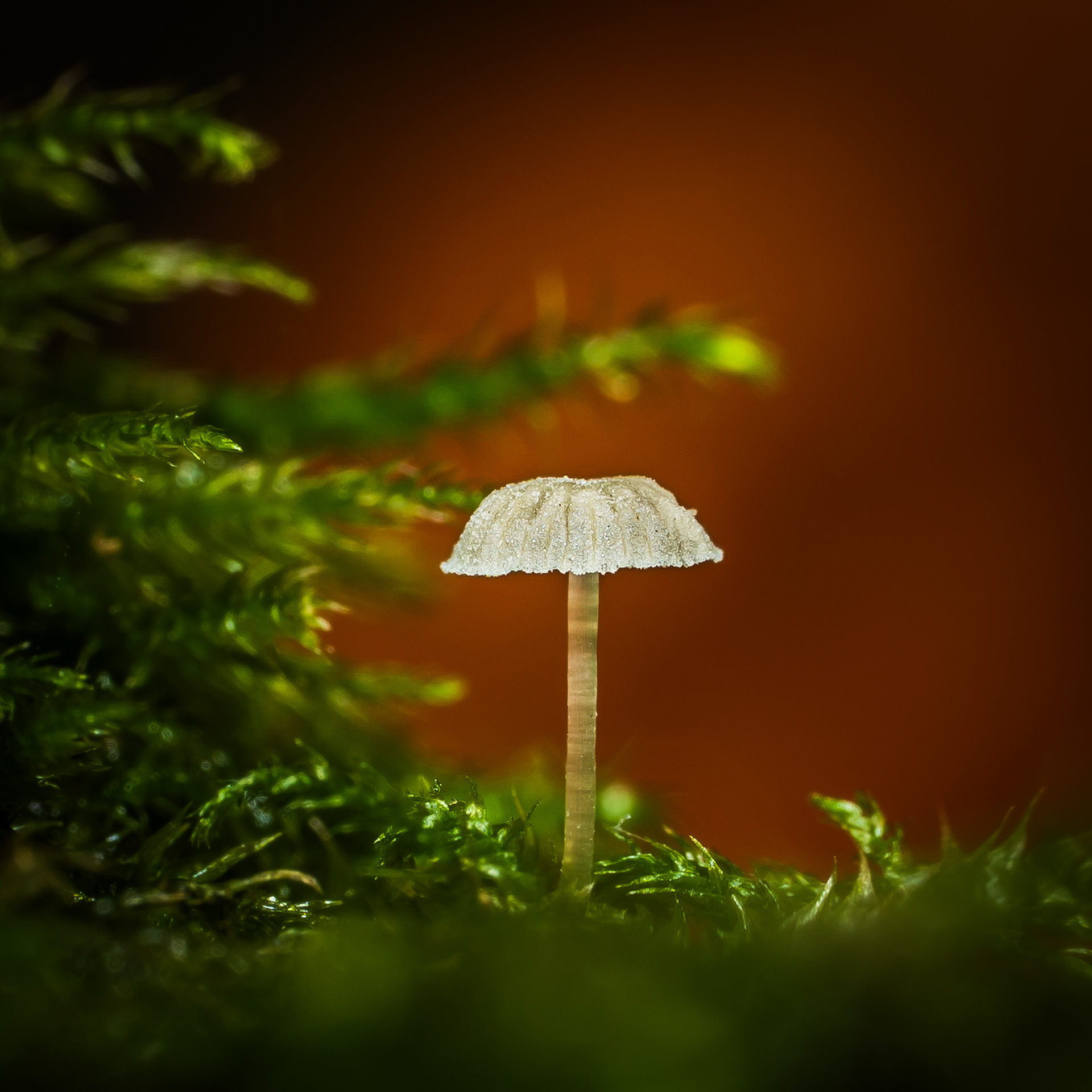 A tiny mushroom grows within moss, with fine mist in frame lit up by light. Spider webs glisten in the light, like string tying the mushroom down. Captured on the Sigma 105mm Macro Art Lens. 