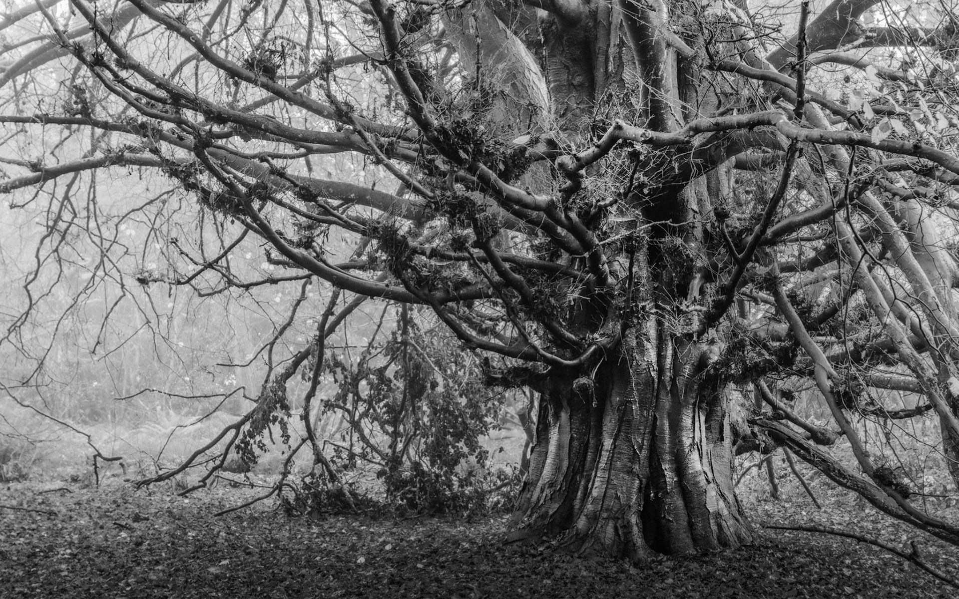 A multi-stemmed veteran tree, likely yew or hawthorn, spreads its moss-colonised limbs through bare winter woodland under a flat, diffuse sky. The monochrome treatment suppresses colour distraction and allows the gnarled architecture of trunk and branch to read with sculptural clarity. Muted background tones recede into soft grey, isolating the subject without artifice.