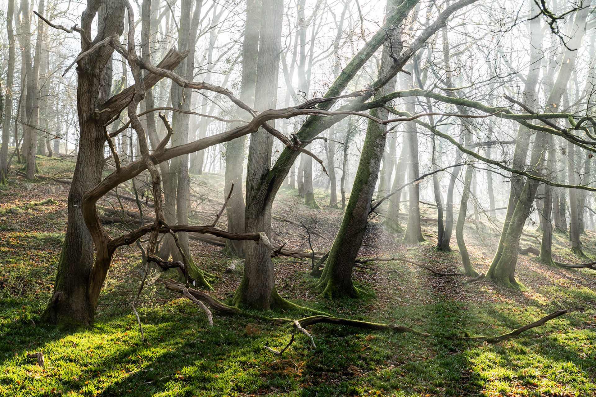 A collapsed dead limb arches across the understorey of a misty beech woodland in the Chilterns, Oxfordshire, in early spring, the trees still bare and the ground vivid with fresh moss. Low morning light filters through the fog in loose shafts, picking out the texture of bark and branch against a soft, receding stand of trunks. The undulating earthwork floor and ancient form of the fallen tree give the scene an uncommon structural tension.