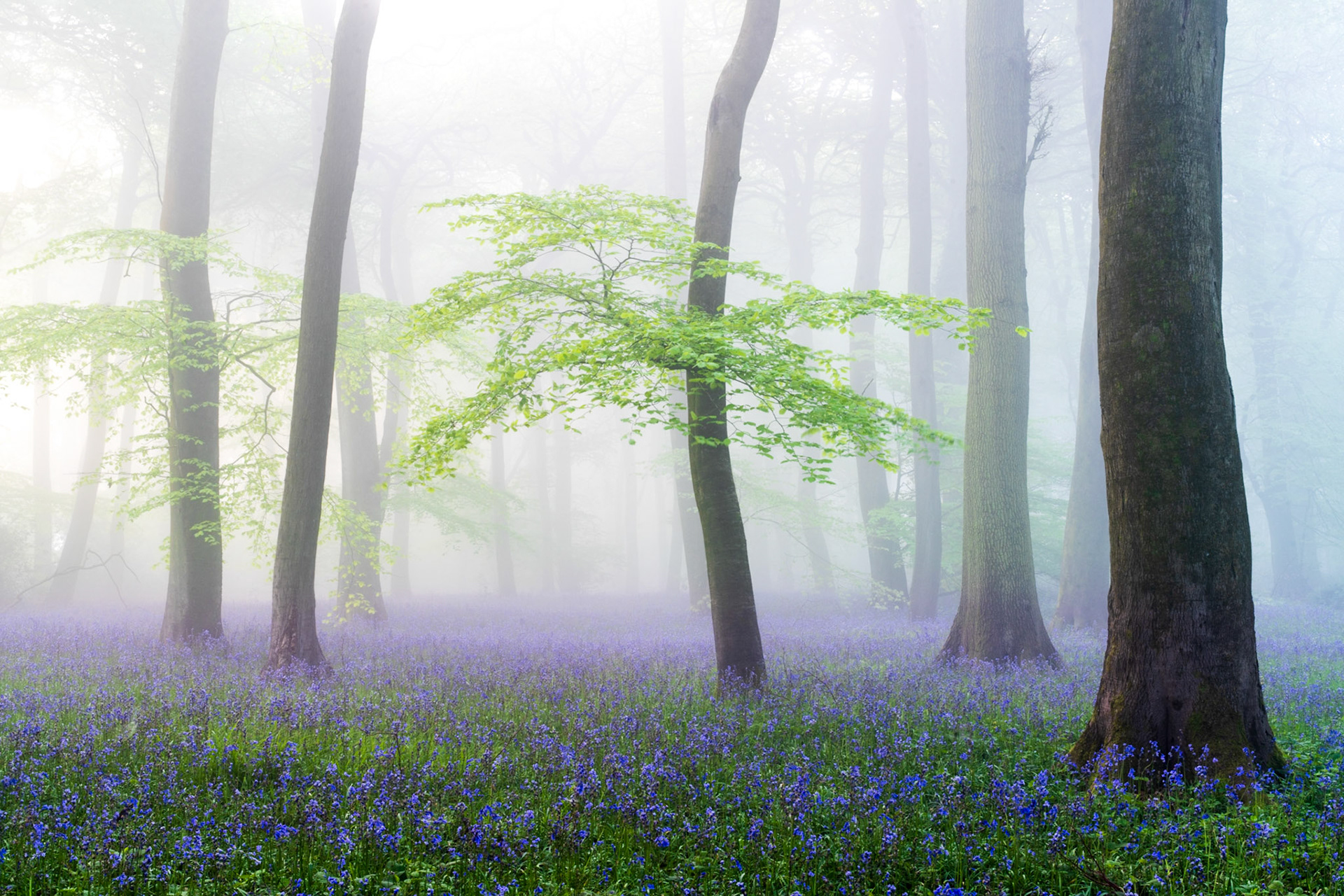 Fresh green growth on Beech trees above a beautiful carpet of bluebells, Chilterns, England