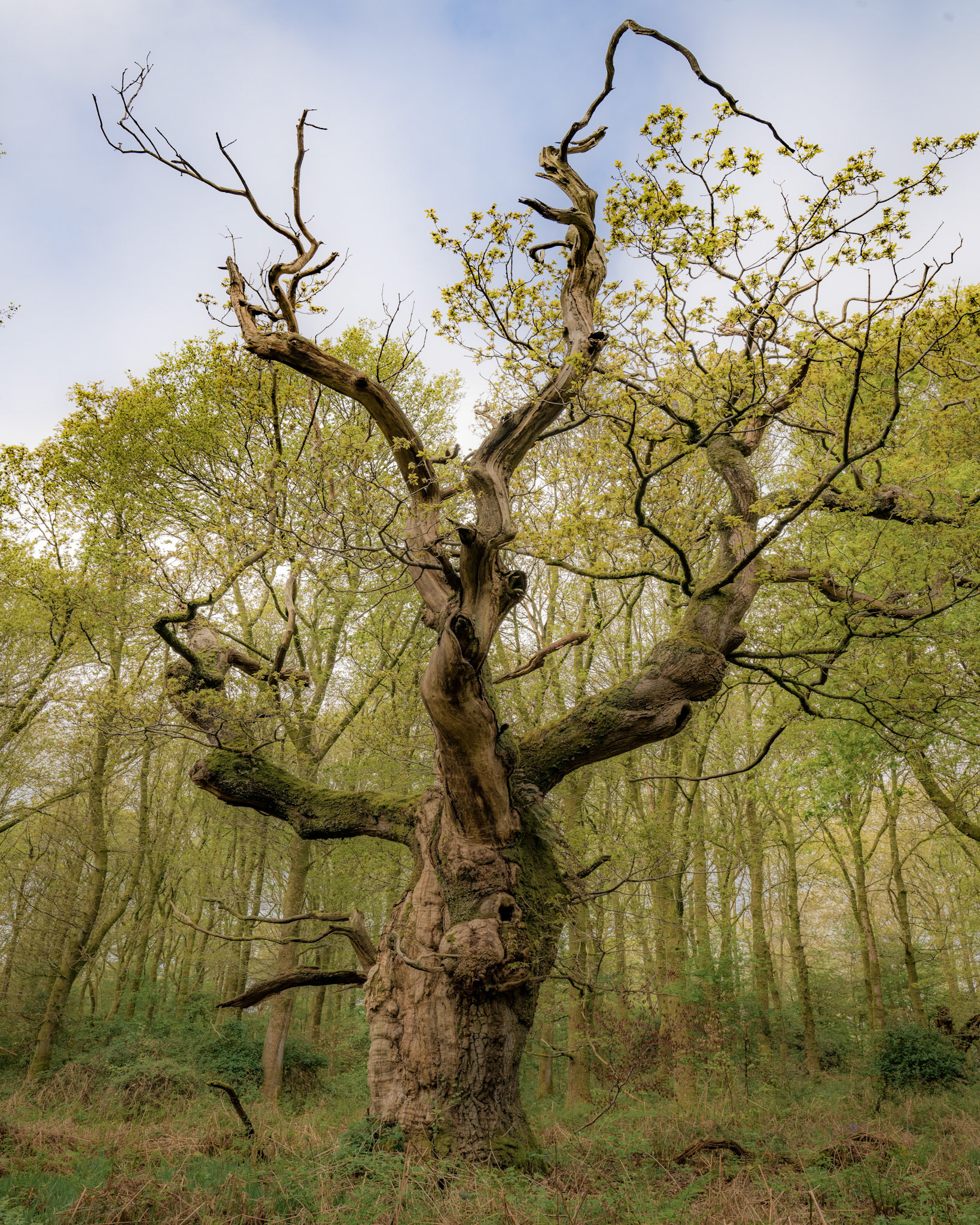 Ancient Oak Tree much like the womping willow from Harry Potter, England