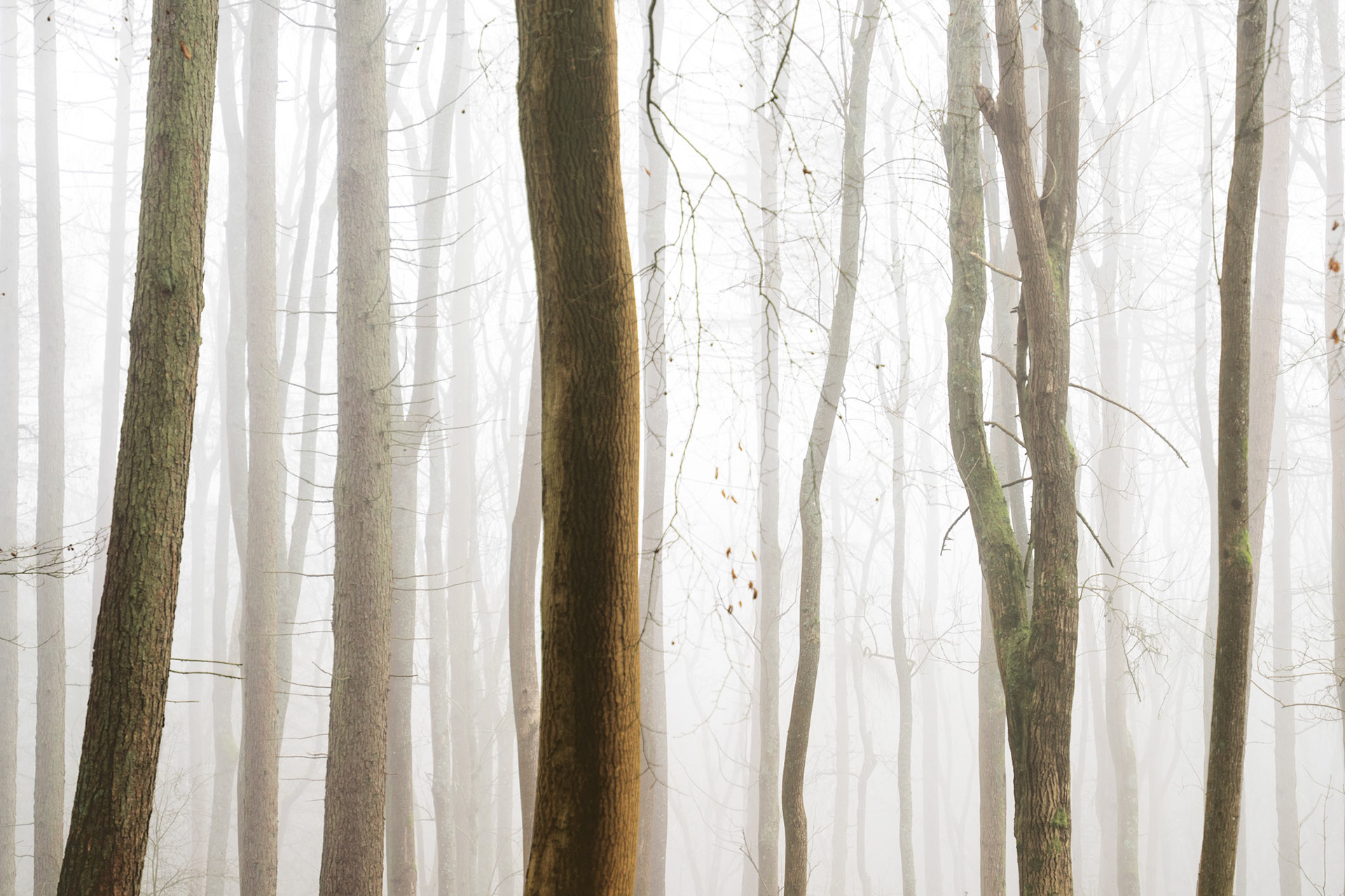 Foggy mood in a local woodland in Chilterns AONB, England