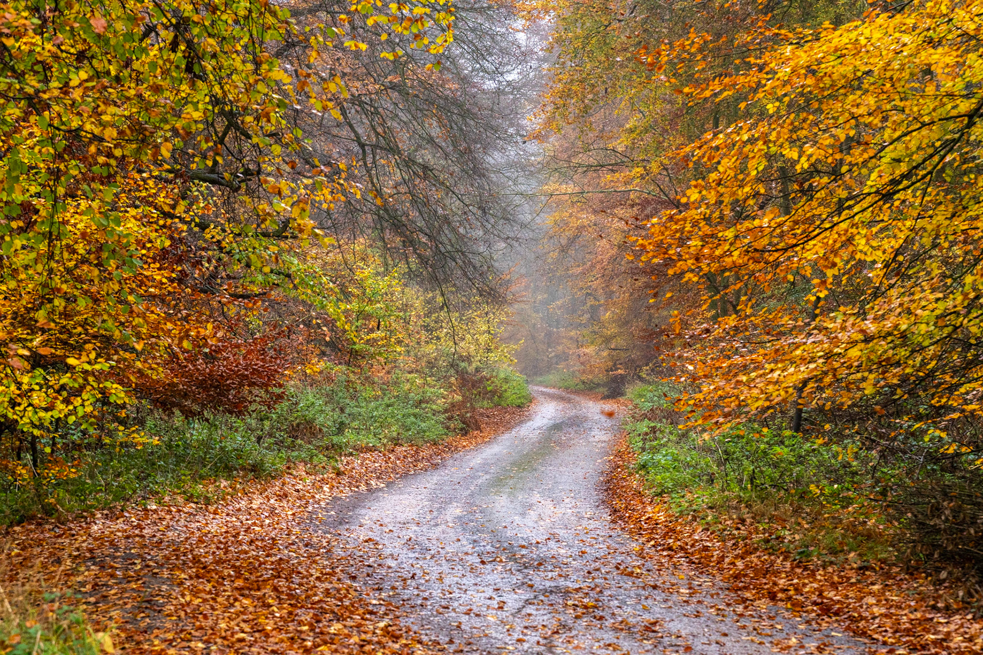 A gravel track winds into autumn woodland in the Chilterns, Oxfordshire, the canopy of beech and mixed broadleaf forming a loose tunnel over the wet path as low mist obscures the trees beyond. Fallen leaves carpet the verges in rust and amber, while the fog compresses depth and quietens the background to soft grey. The curving road draws the eye forward into uncertainty.