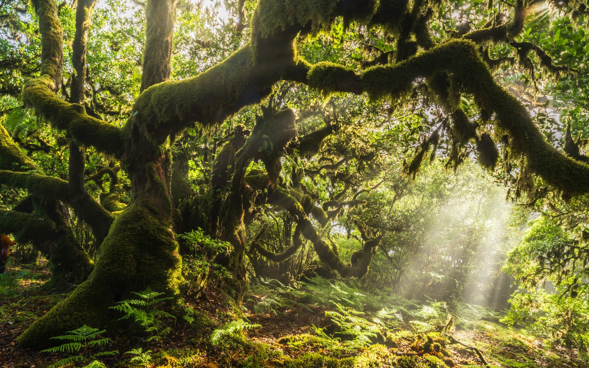 Twisted, moss-laden laurel trees arch across a forest interior as shafts of early morning light cut through residual mist. The gnarled limbs and dense bryophyte cover are characteristic of the Laurisilva, the ancient laurel forest of Macaronesia. Ferns carpet the forest floor beneath a canopy undisturbed for millennia.