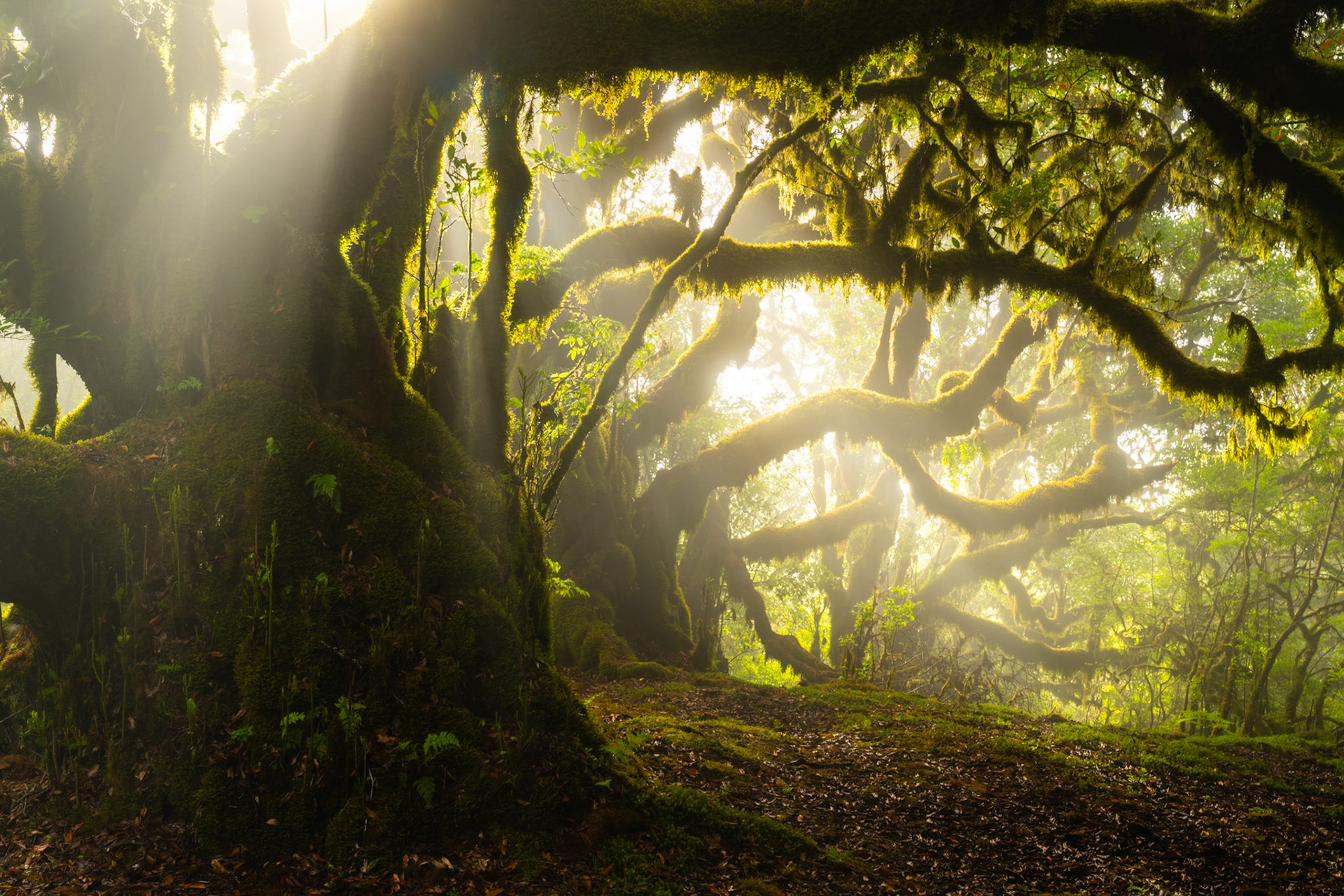 Crepuscular rays break through morning mist in a laurisilva forest, illuminating the contorted, moss-draped limbs of an ancient laurel. The low angle places the viewer within the canopy architecture, the path drawing the eye toward a luminous, fog-softened interior. Captured at first light, when brief atmospheric conditions transform the forest into something close to elemental.