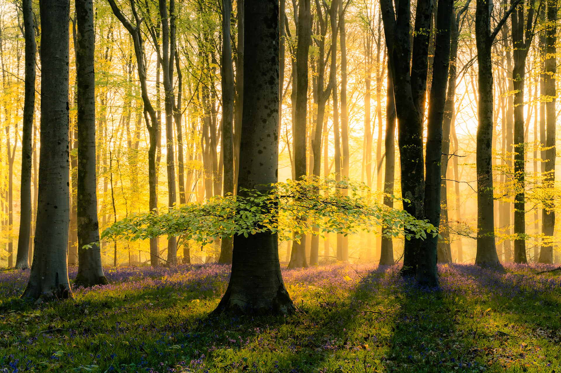 Beautiful old beech trees stand backlit from the golden sunrise, where bluebells carpet the woodland floor. A branch looks to be floating above the bluebells in the wonderful springtime conditions.