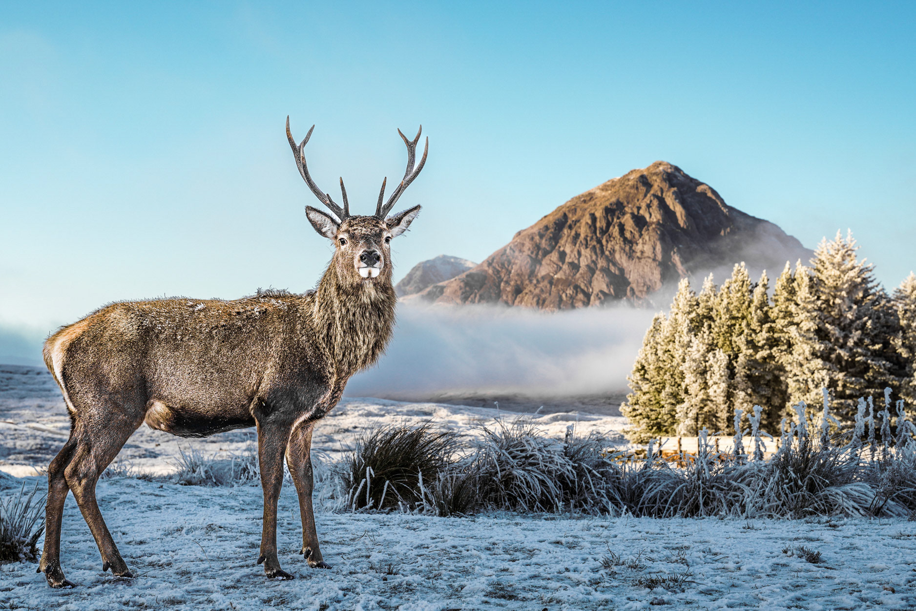 Monarch of the Glen, Stag posing in front of frozen Buachaille, Glencoe Scotland