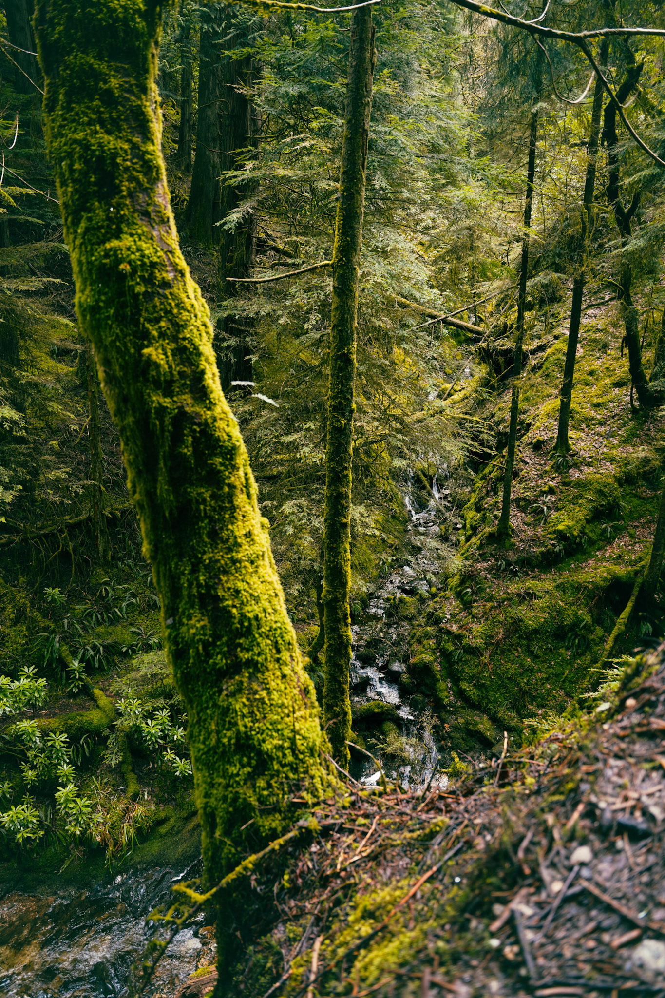 Pucks Glen, Scotland