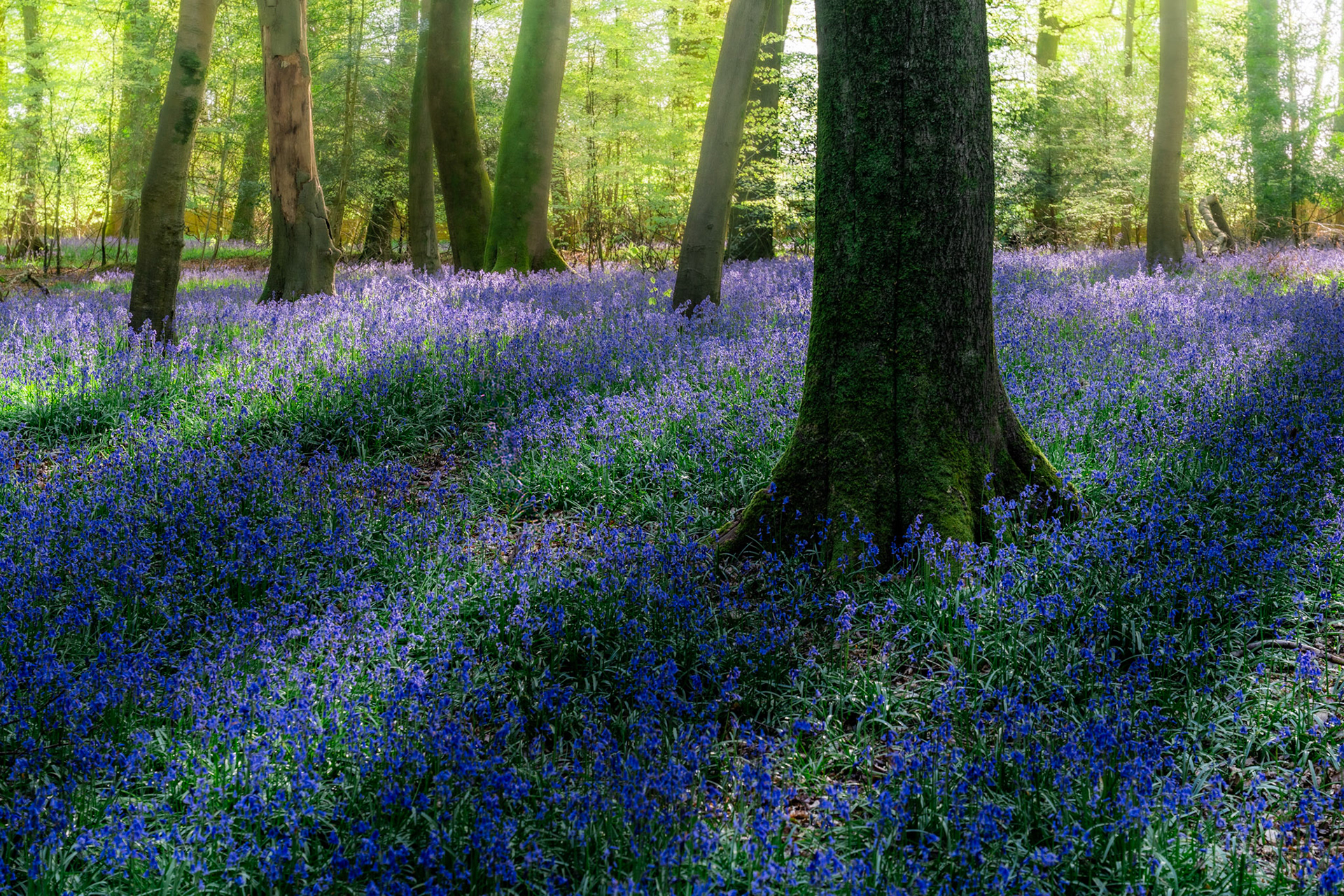 Native bluebells carpet the floor of a mature beech woodland in the Chilterns, Oxfordshire at dawn, their violet mass interrupted by the moss-clad base of a foreground trunk. Soft back-light filters through unfurling canopy, lending the mid-distance a luminous, almost hazy quality that reinforces the seasonal brevity of the spectacle.