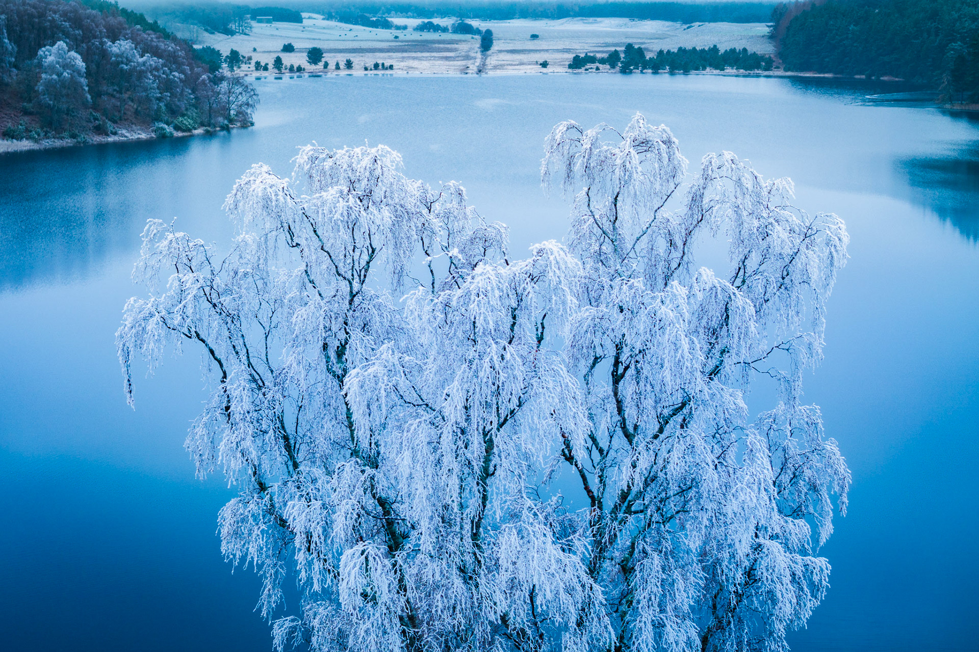 A cluster of birches, heavily rimed with hoarfrost, rises above the calm surface of a loch near Aviemore in the Cairngorms. Shot from altitude in the blue pre-dawn light of a December morning, the white canopy reads almost as smoke against the steel-blue water. The frost-covered woodland and open fields of the valley floor recede quietly into the distance.