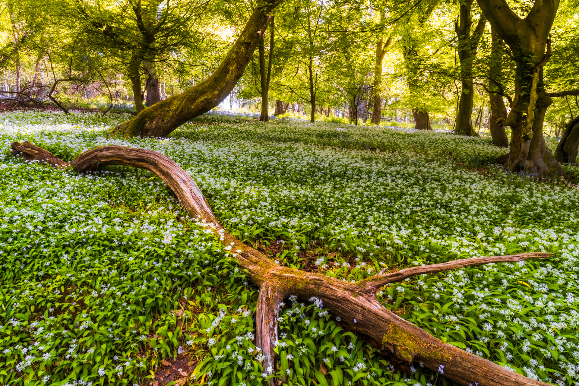 A fallen branch traces a diagonal across a dense spring carpet of wild garlic in a Chilterns broadleaf woodland, Oxfordshire. Backlit fresh beech canopy filters bright mid-morning light, illuminating the mass of white flowers below. The leaning mossy trunk anchors the middle distance without resolving into a stronger compositional focus.
