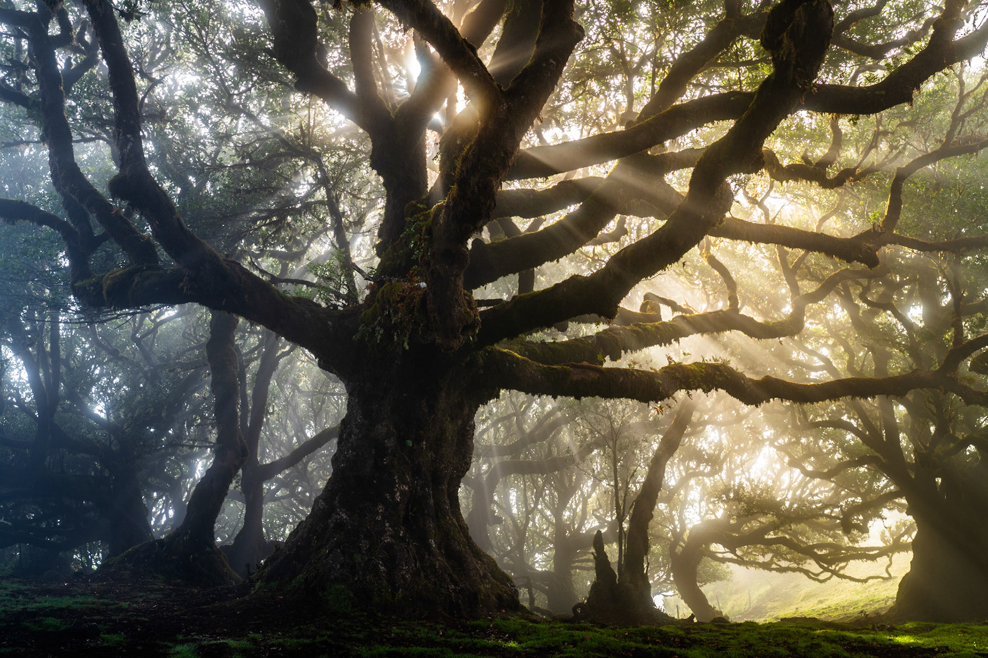 Crepuscular rays break through mist-laden laurel forest in the ancient laurisilva of Fanal, Madeira, illuminating the gnarled, moss-covered limbs of a centuries-old Til tree. The low sun pierces the canopy at a shallow angle, rendering the suspended moisture as visible columns of light between silhouetted trunks. The composition holds the dominant tree in near-silhouette, allowing the luminous background to carry the image's emotional weight.