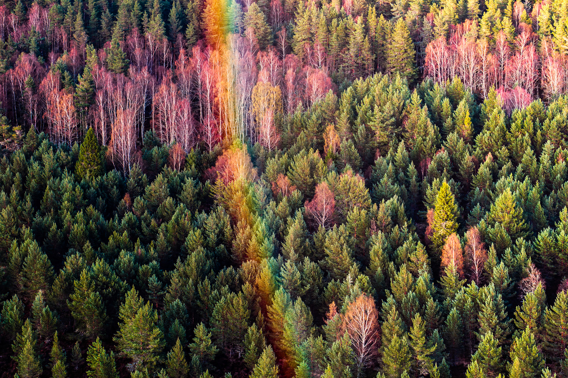 A compressed aerial view of mixed conifer and birch forest on the slopes above Aviemore, Cairngorms, in early spring. A narrow corridor of birch runs vertically through the frame, their bare white stems and russet crowns cutting through the surrounding Scots pine. The image reads as near-abstract pattern, the tonal contrast between evergreen and deciduous species its sole drama.