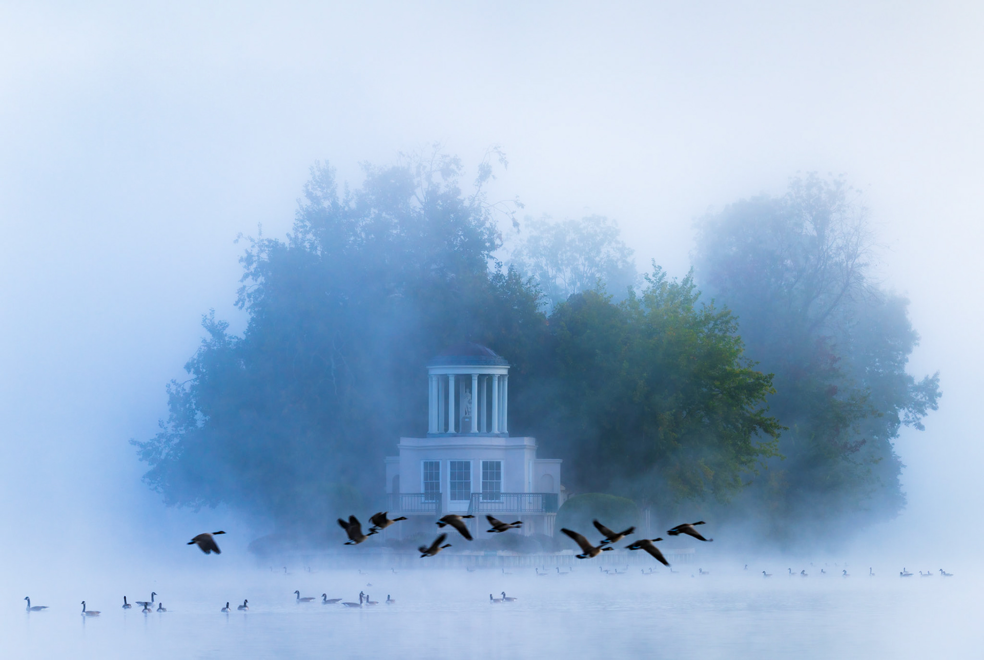 Flight over Temple Island - Henley-on-Thames - England. A gaggle of geese takes flight over the River Thames in magical early morning mist.