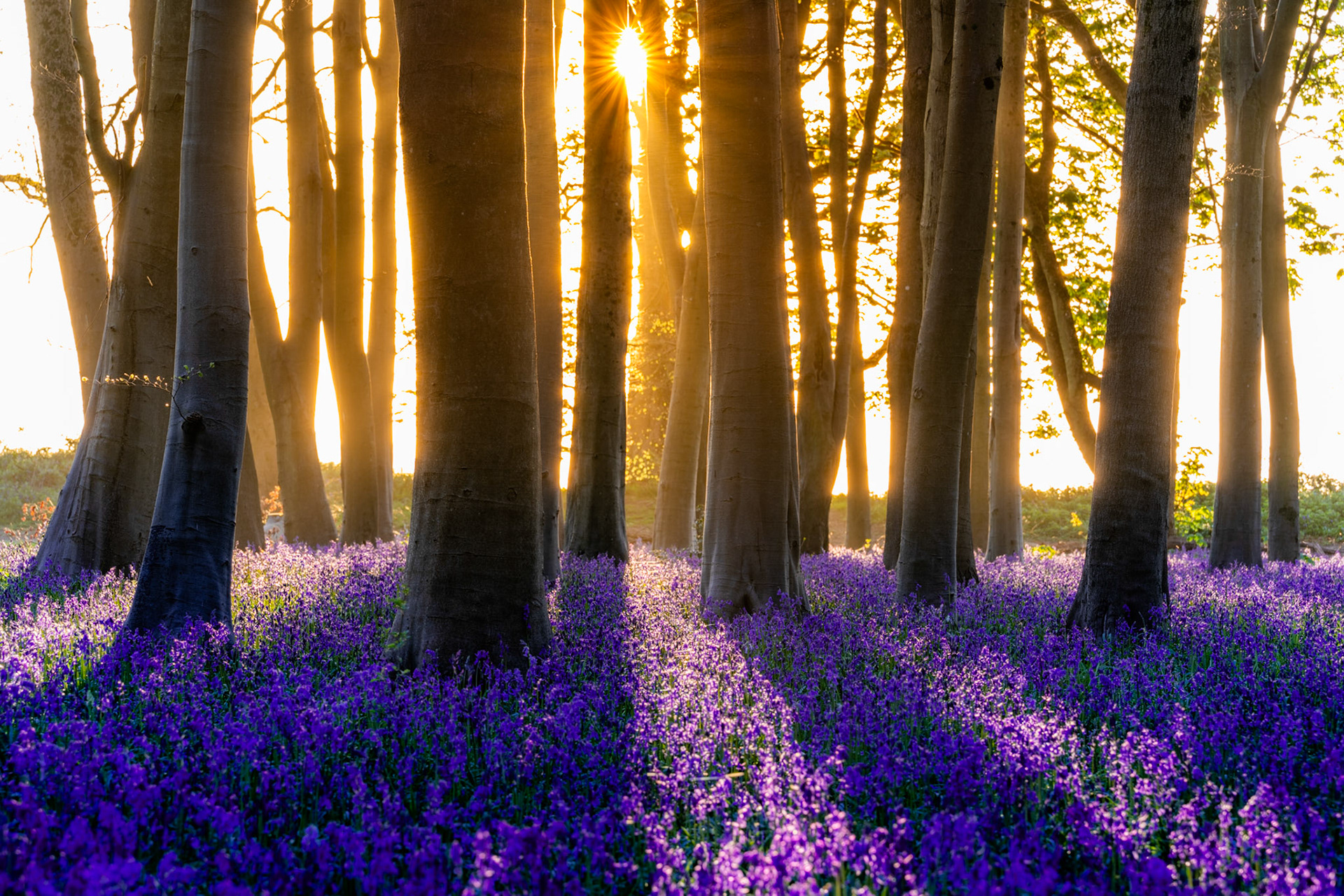 One of the most pristine bluebell woodlands I've visited, where the woodland floor is flawlessly covered in the bluebell flowers. By using my long Sigma 70-200mm lens, I managed to capture the carpet perfectly, compressing it into this scene, where the sun shines from behind lighting up the flowers and creating shadows. An immersive bluebells photograph.