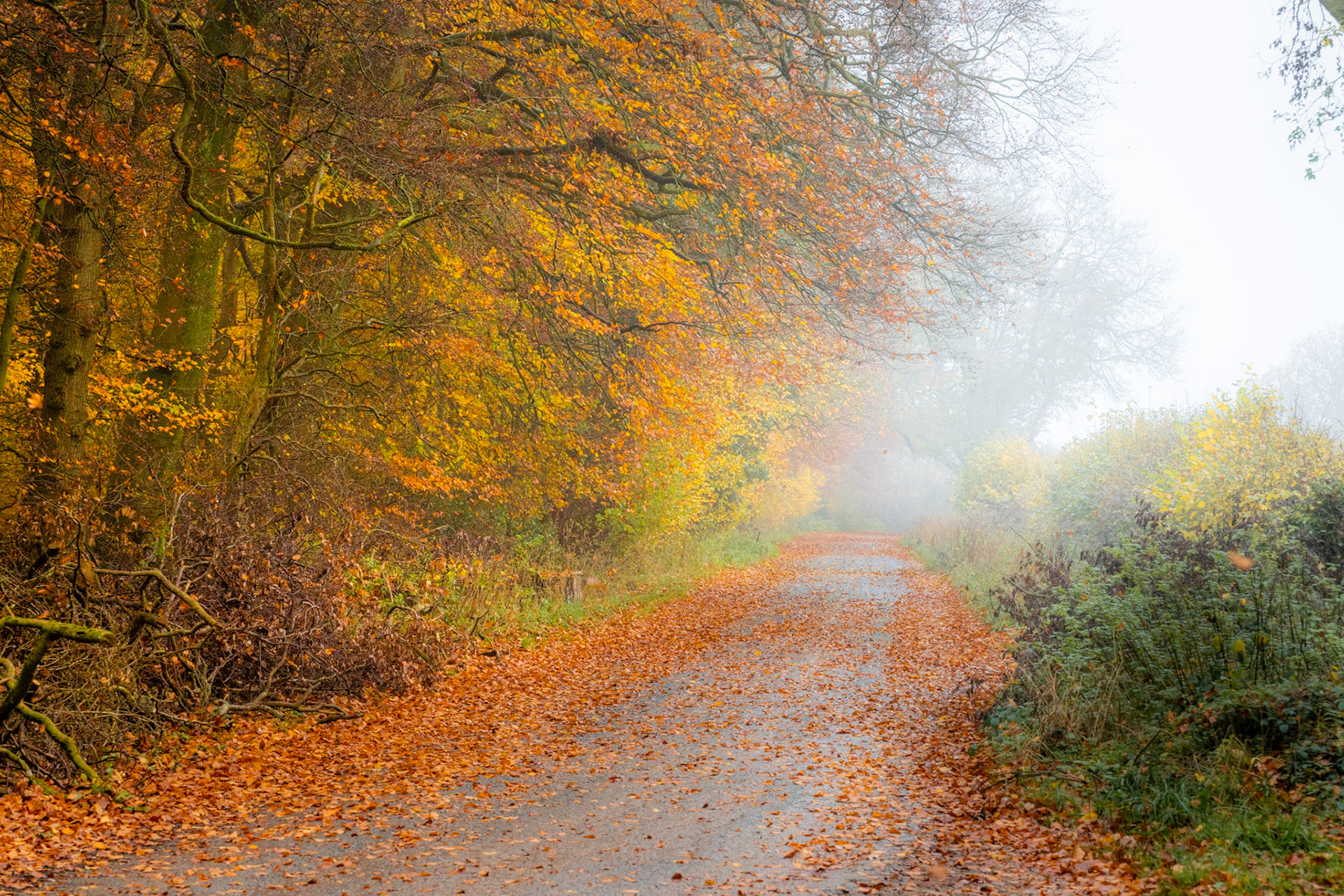 A narrow lane in the Chilterns, Oxfordshire, disappears into autumn mist, flanked by beech trees still holding amber and ochre foliage. Fallen leaves carpet the tarmac and verges, compressing the season into a single plane of warm colour against the grey-white diffusion ahead. The asymmetry of dense woodland left and open hedgerow right gives the composition an unresolved quality that suits the mood.