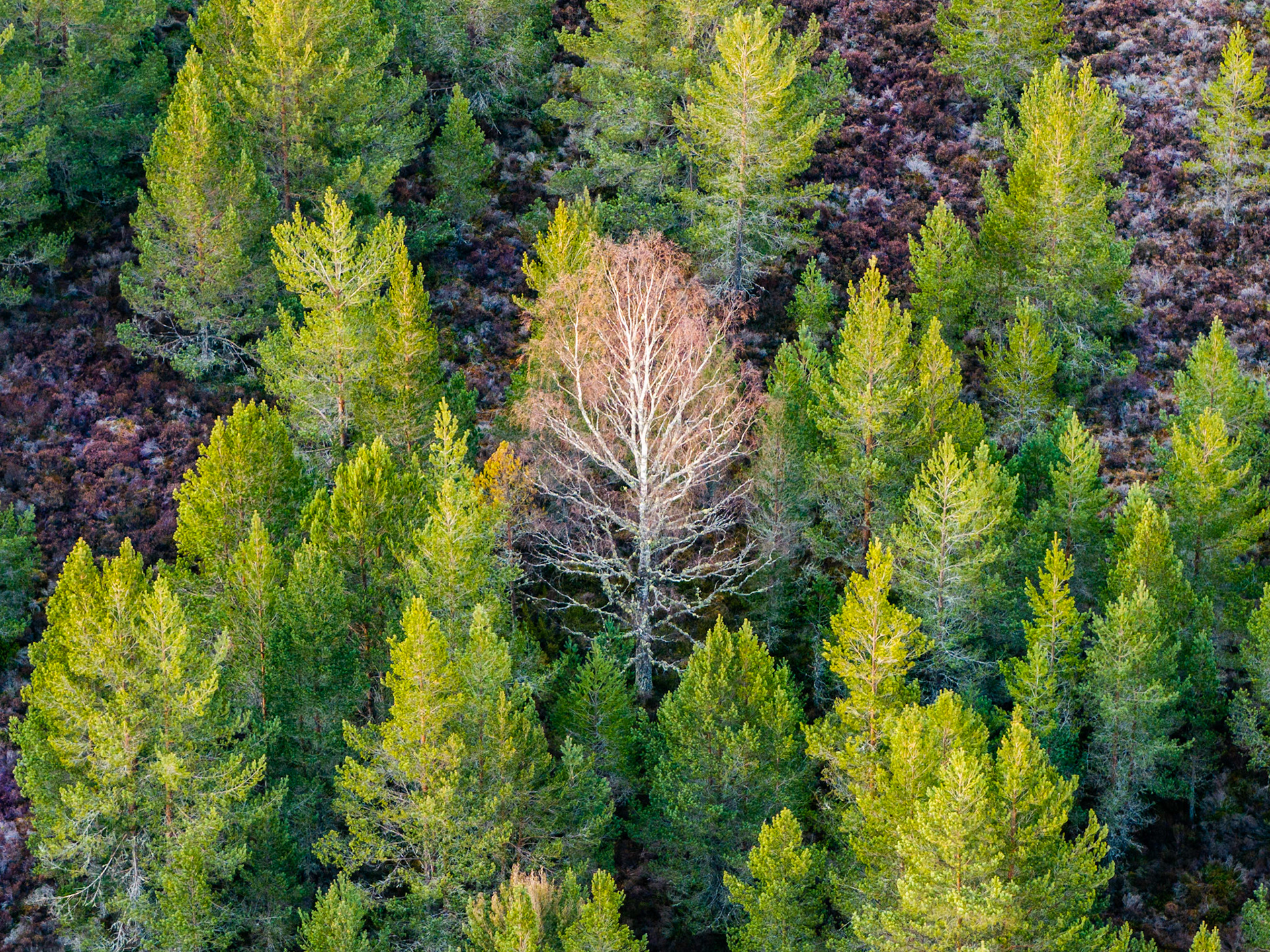 A bare silver birch stands leafless at the centre of a young Scots pine canopy in the Cairngorms, its pale branching structure catching low spring light against a backdrop of heather and regenerating forest. The aerial perspective flattens the scene into near-abstract pattern, the single deciduous tree anchoring the composition with quiet authority. Captured in early April, before birch leaf-break, the contrast between bare and evergreen records the precise threshold of the Highland spring.