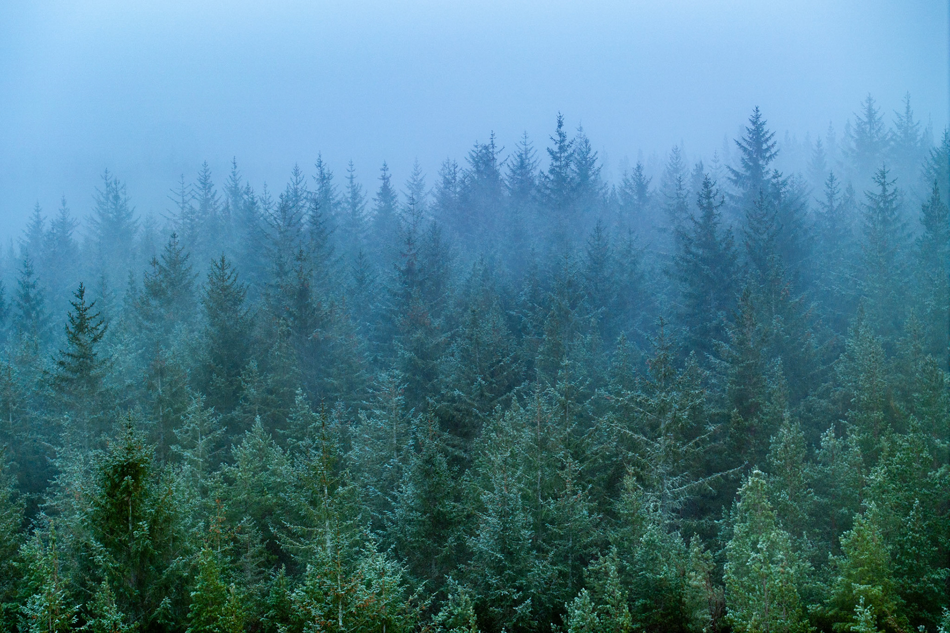 A dense stand of conifers recedes into fog above Kingussie, the Cairngorm foothills lost entirely to low cloud. Natural atmospheric recession renders the canopy in layered planes of blue-grey and muted green, the transition from foreground detail to near-total obscuration giving the frame its structure. Winter moisture coats the uppermost branches, lending a faint silver cast to the nearest crowns.