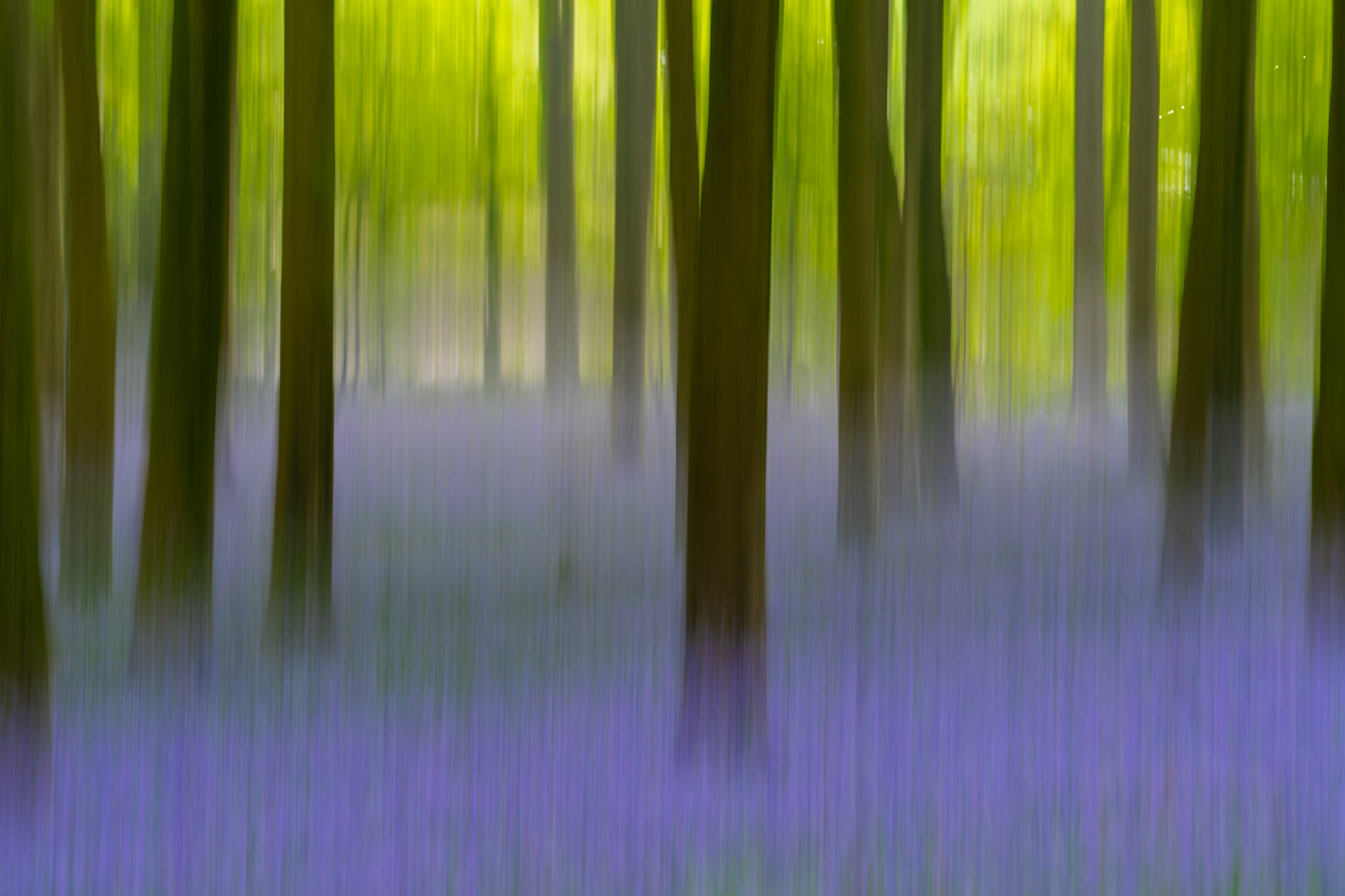 An intentional camera movement exposure compresses a bluebell-carpeted beech woodland in Micheldever Wood, Hampshire into vertical streaks of violet and lime. The technique dissolves botanical detail into pure colour and tone, the dark trunks providing just enough structure to anchor the composition. Captured at dawn in early May, the fresh canopy light reads as luminous yellow-green against the cool blue of the forest floor.