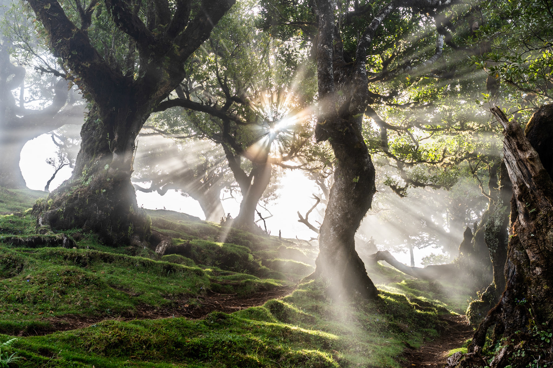 Crepuscular rays break through a gap in the ancient laurel canopy of Fanal forest, Madeira, the mist-laden air rendering each shaft of light as a solid column. Gnarled, moss-draped trunks frame a steep woodland path, their contorted forms characteristic of the UNESCO-listed laurisilva. The low sun angle and residual cloud create a quality of light rarely sustained beyond a few minutes.