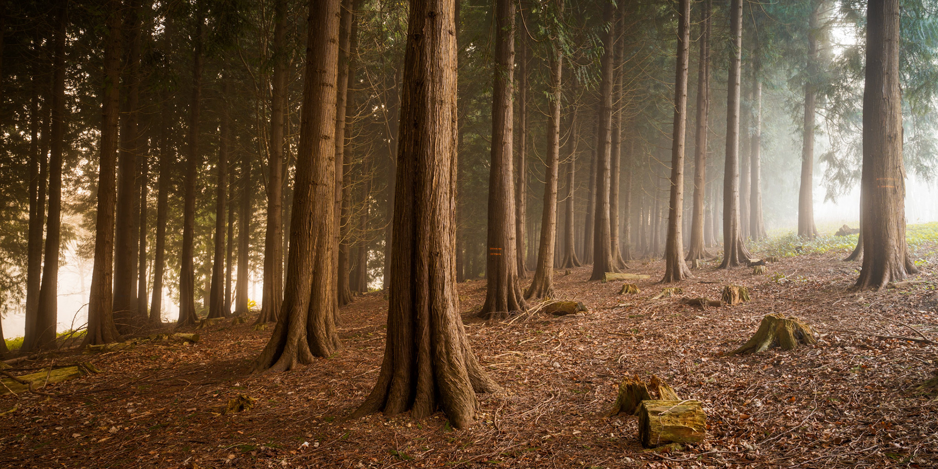 A stand of mature conifers recedes into early-morning mist, the trunks forming rhythmic verticals across a wide panoramic frame. Scattered stumps on the needle-covered floor suggest managed forestry, lending the scene a quiet tension between growth and removal. Diffuse backlight from two directions softens the depth without resolving into distinct sunbeams.