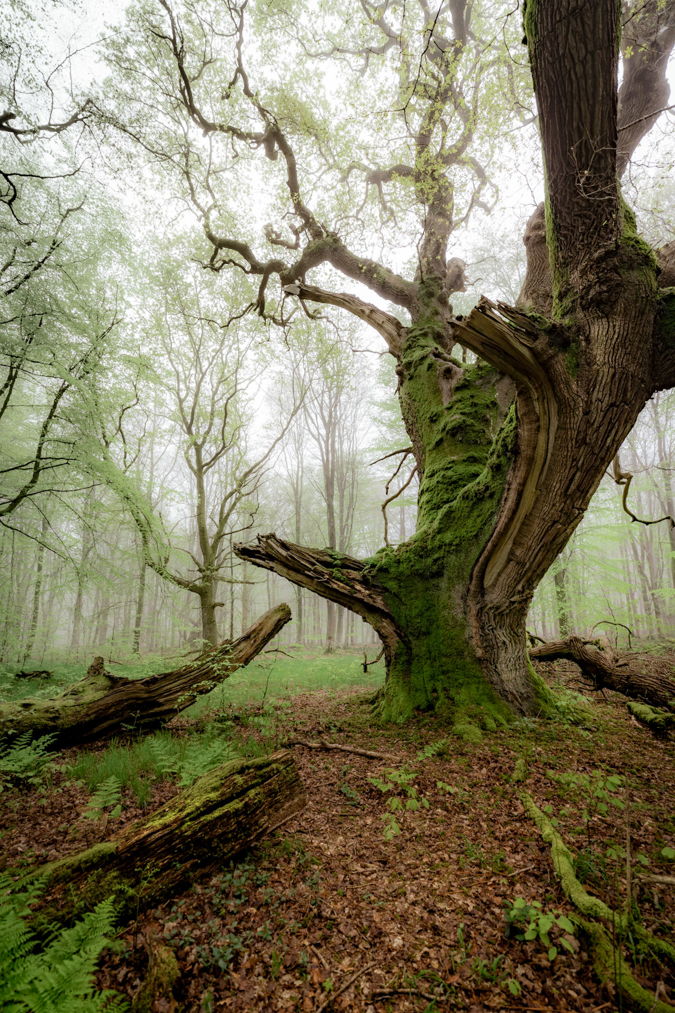 Ancient Oak Tree covered in Moss with Foggy moody backdrop, England