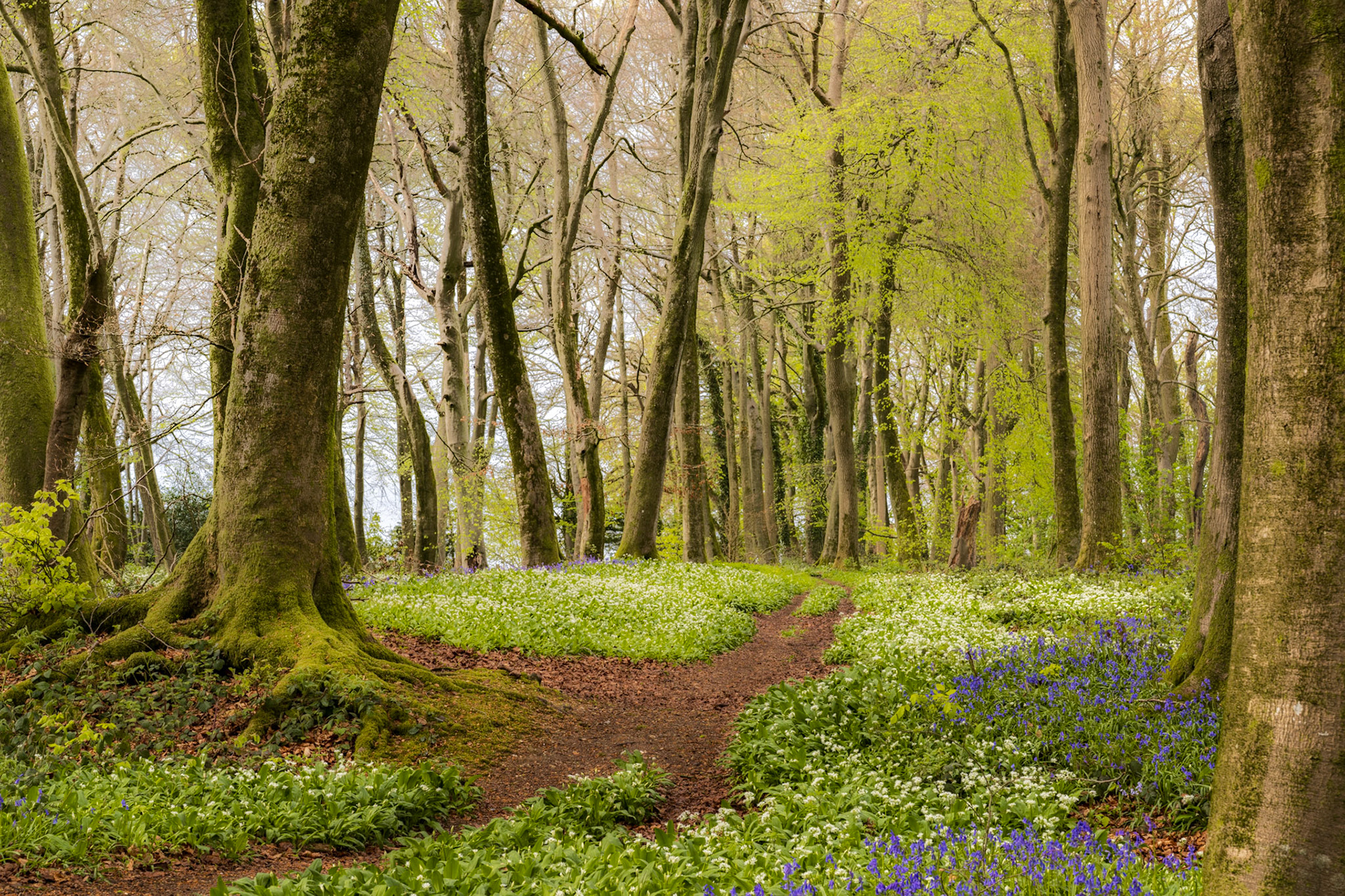 A winding earth path draws the eye through mixed deciduous woodland in the Chilterns, Oxfordshire, carpeted in wild garlic and bluebells at the height of spring. Moss-covered beech roots anchor the foreground while fresh canopy growth diffuses soft, even light through the upper storey. The dual flowering creates an unusually rich ground layer, the white and blue in quiet counterpoint.