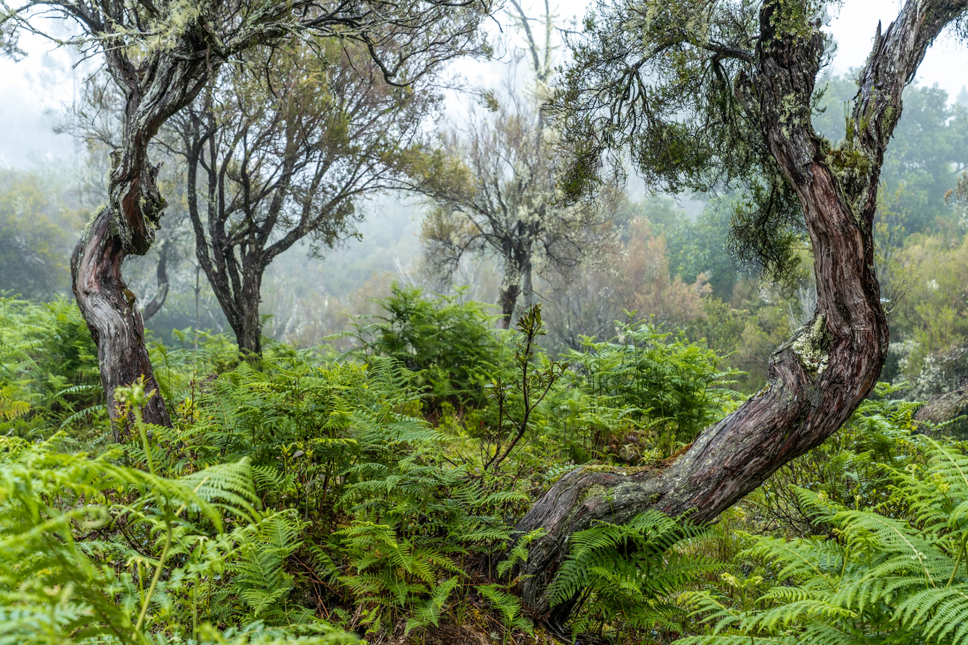 Gnarled, lichen-encrusted trunks frame a dense understorey of bracken and fern in a cloud-forest environment, the mist softening the mid-distance to near-monochrome. The leaning trunk at right introduces tension and scale against the lush spring growth below. Diffuse overcast light holds the scene together without shadow distraction.