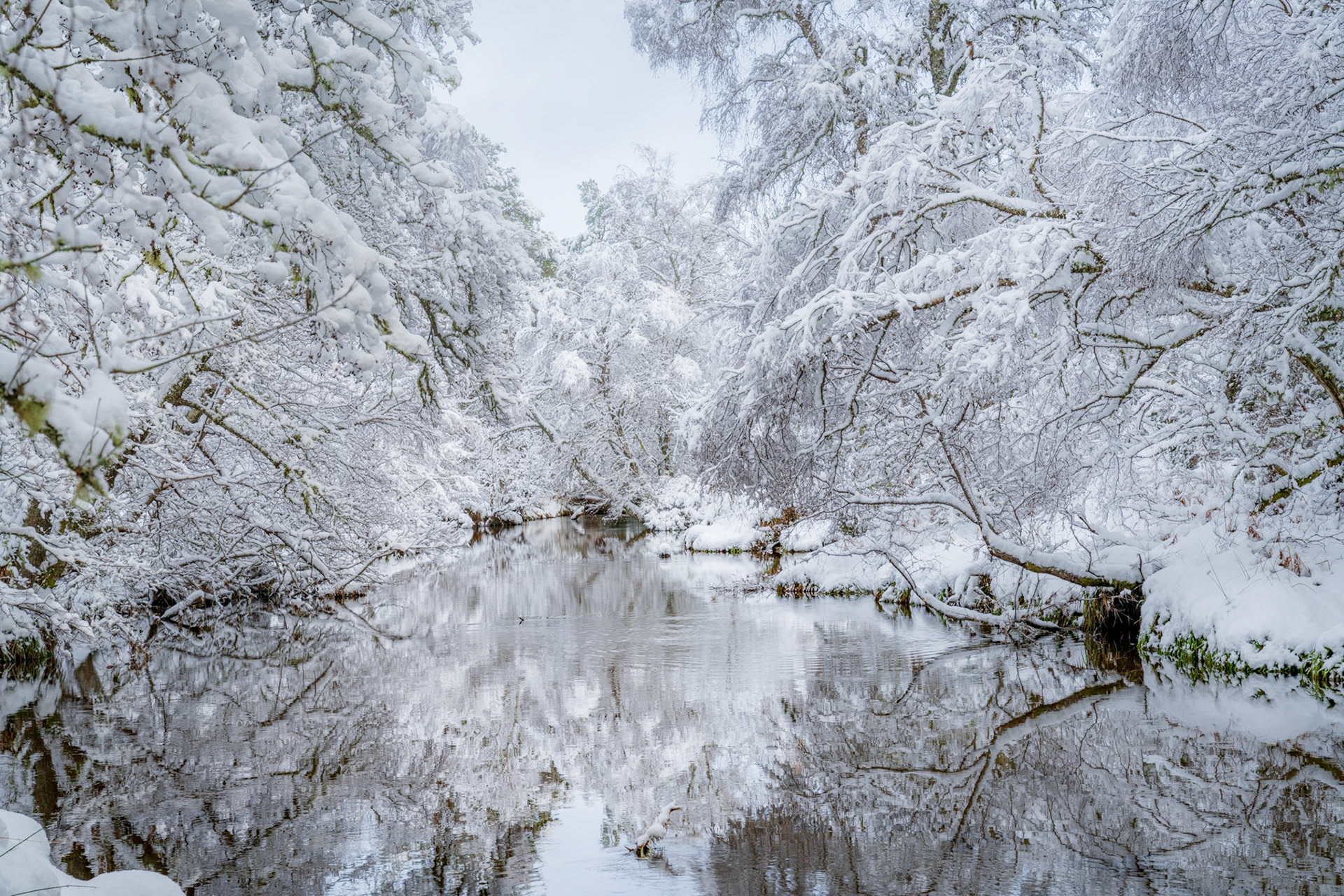 Snow covers every branch on this scene from the Scottish Highlands, along a river that feeds the famous Loch Morlich in the Cairngorms National Park. A truly winter wonderland scene.