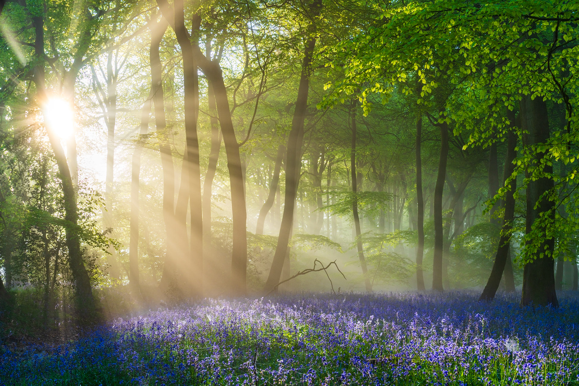 Low sun breaks through a misty beech canopy at first light in the Chilterns, Oxfordshire, casting crepuscular rays across a dense bluebell floor in full bloom. The residual ground mist diffuses the light into distinct shafts, separating the tree trunks in receding planes and lending the scene an unusual depth. The combination of ephemeral conditions and peak flowering places this firmly within a narrow seasonal and meteorological window.