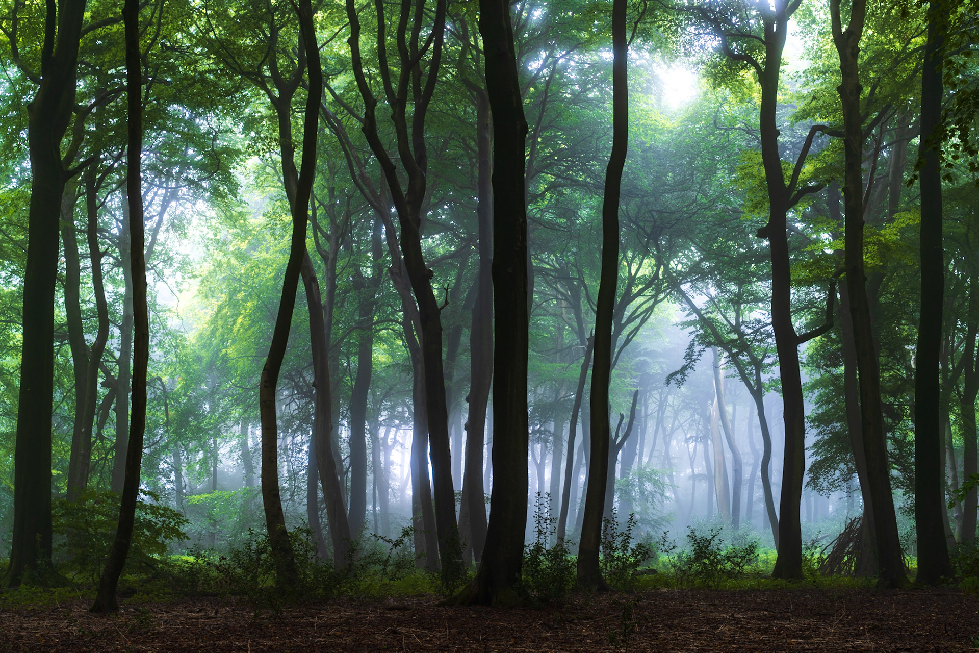 Ground mist lingers between tall beech trunks in the Chilterns, Oxfordshire, at early dawn, the sun breaking through the canopy to backlight the fog and separate successive layers of woodland into receding planes of blue-grey. The forest floor remains in deep shadow, drawing the eye into the luminous middle distance where the atmosphere thickens.