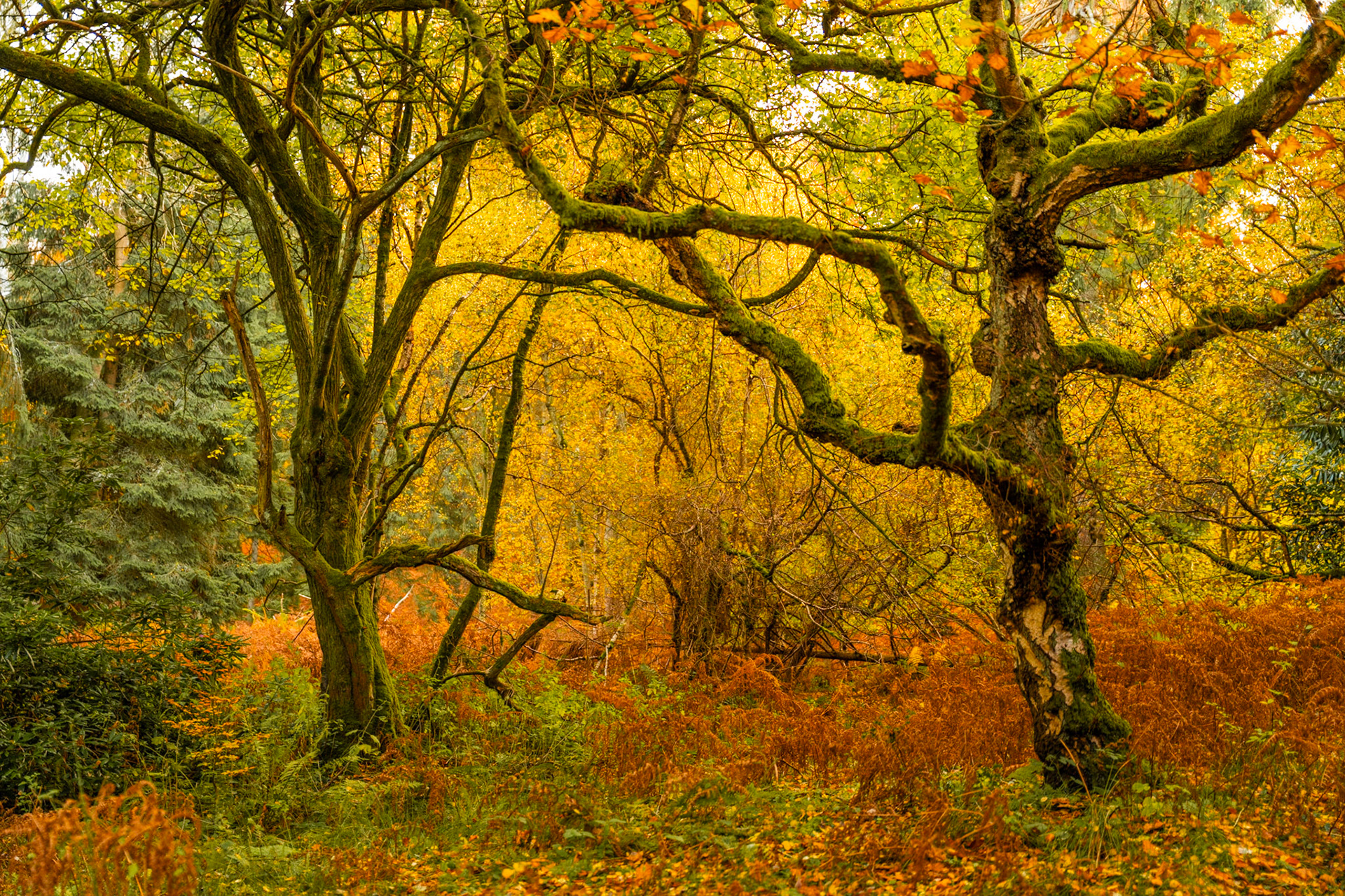 Two moss-covered deciduous trees frame a dense understorey of bracken and fallen leaves in full autumn colour. The flat, diffuse light flattens depth and removes the atmospheric separation that might have elevated the composition. The scene has quiet character but lacks a clear focal anchor to draw the eye through the frame.