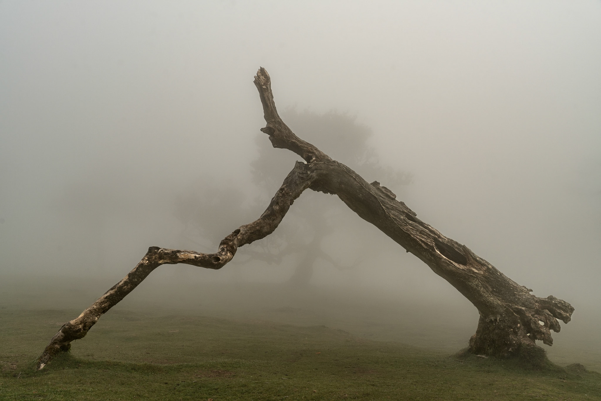 A collapsed ancient tree, stripped of bark and reduced to bare structural limbs, spans the frame against a fog-bound hillside. The trunk's articulated arch — braced by a lower branch against the grass — reads almost as a figure mid-stride. A living tree dissolves into the mist behind, lending quiet depth to an otherwise severe composition.
