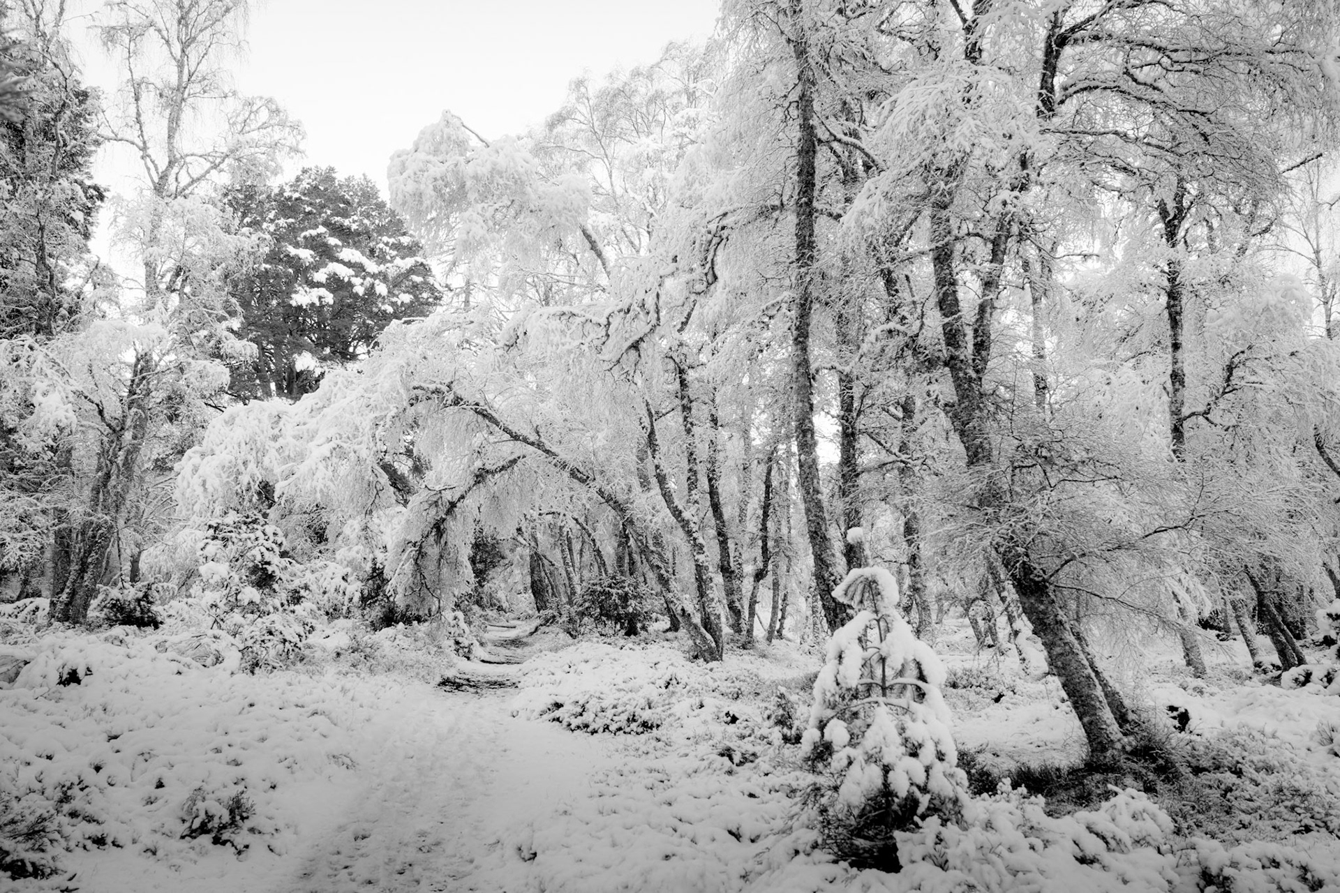 A road leads into the woodland of this Scottish winter scene, where heavy snow had fallen, Cairngorms, Black and White