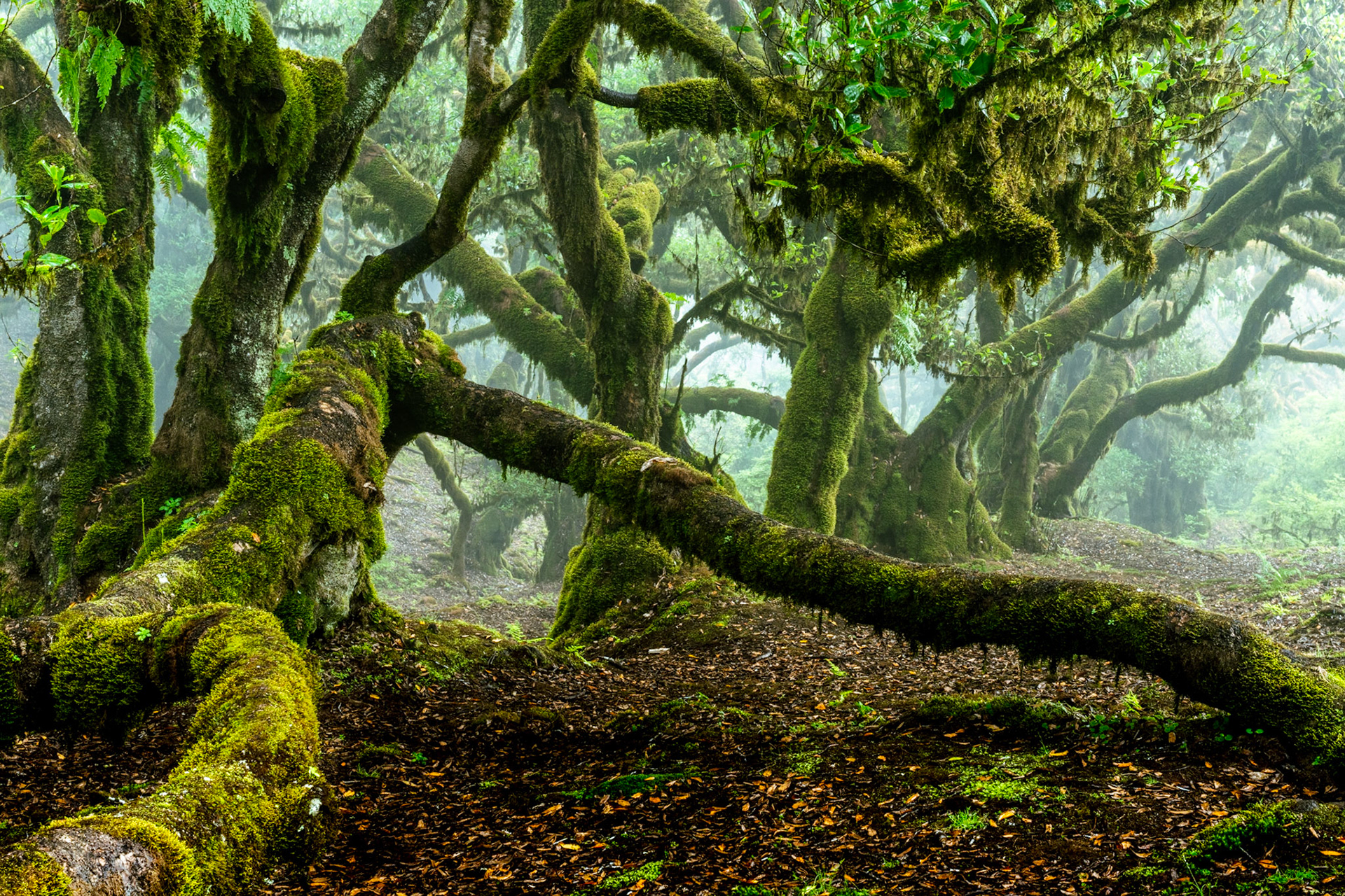 Ancient laurisilva trees draped in moss recede into fog in the highland forest of Madeira. A fallen trunk cuts diagonally across the foreground, anchoring the composition against the softly dissolving middle distance. The saturated greens and diffuse light suggest early morning cloud immersion within the laurel forest zone.