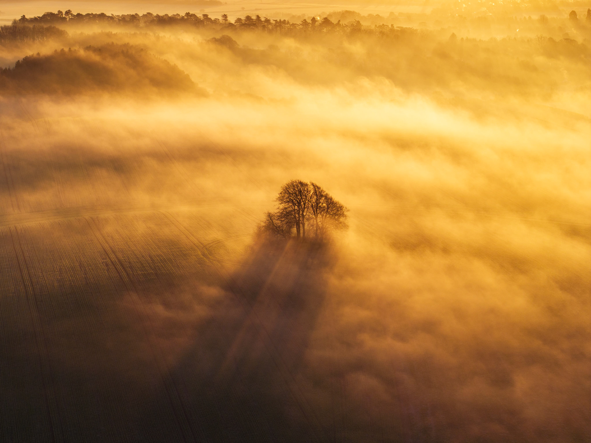 A cluster of bare winter trees rises through a low fog inversion above the Vale of the White Horse at first light on a January morning, photographed from the air above Brightwell Barrow near the Wittenham Clumps in Oxfordshire. The mist pools between the ridgelines while the stand of deciduous trees casts a raking shadow across the ploughed field below, the scene suffused in deep amber from a sun just above the horizon. The aerial vantage strips the composition to its essentials: a dark focal point against a luminous, layered atmosphere.